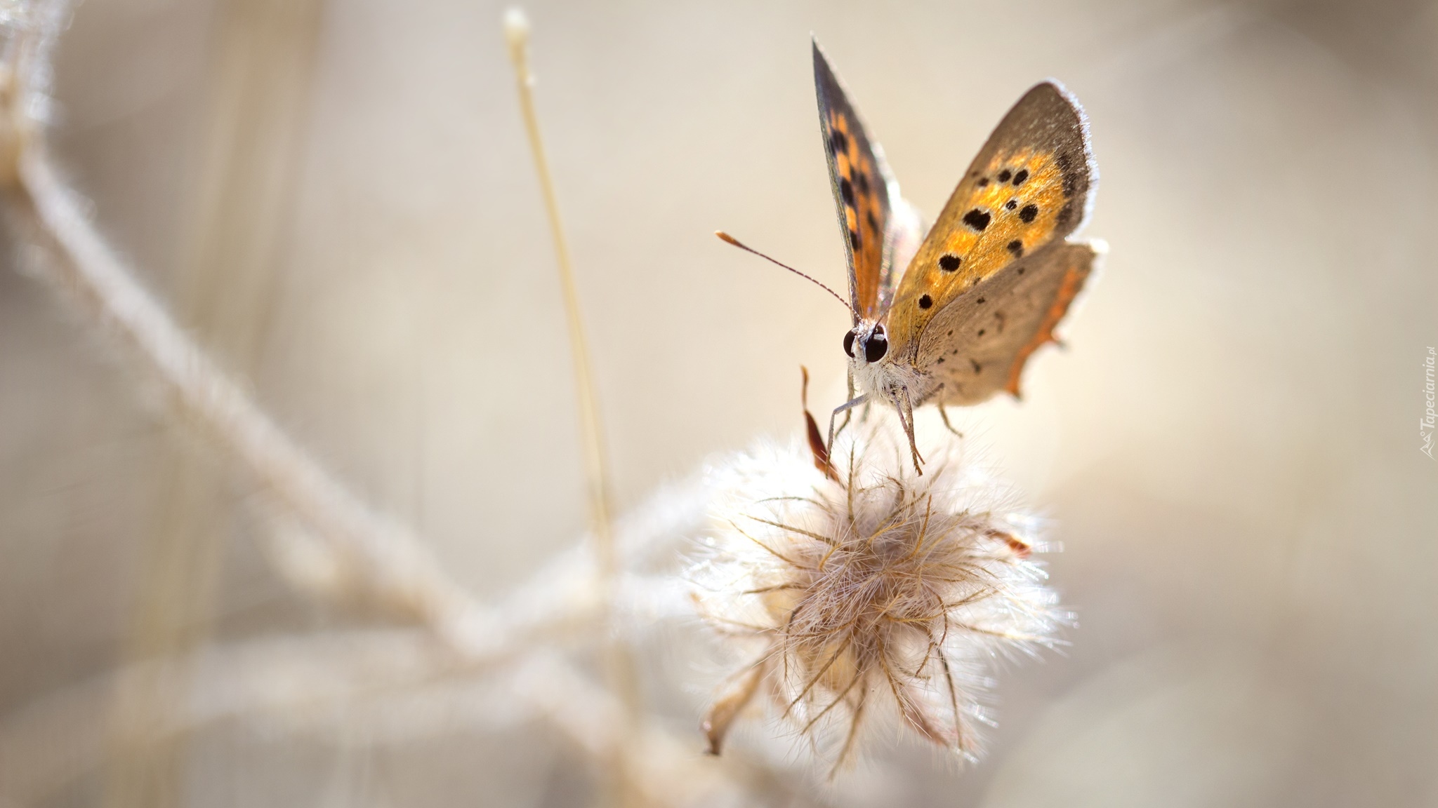 Makro, Motyl, Czerwończyk żarek, Roślina