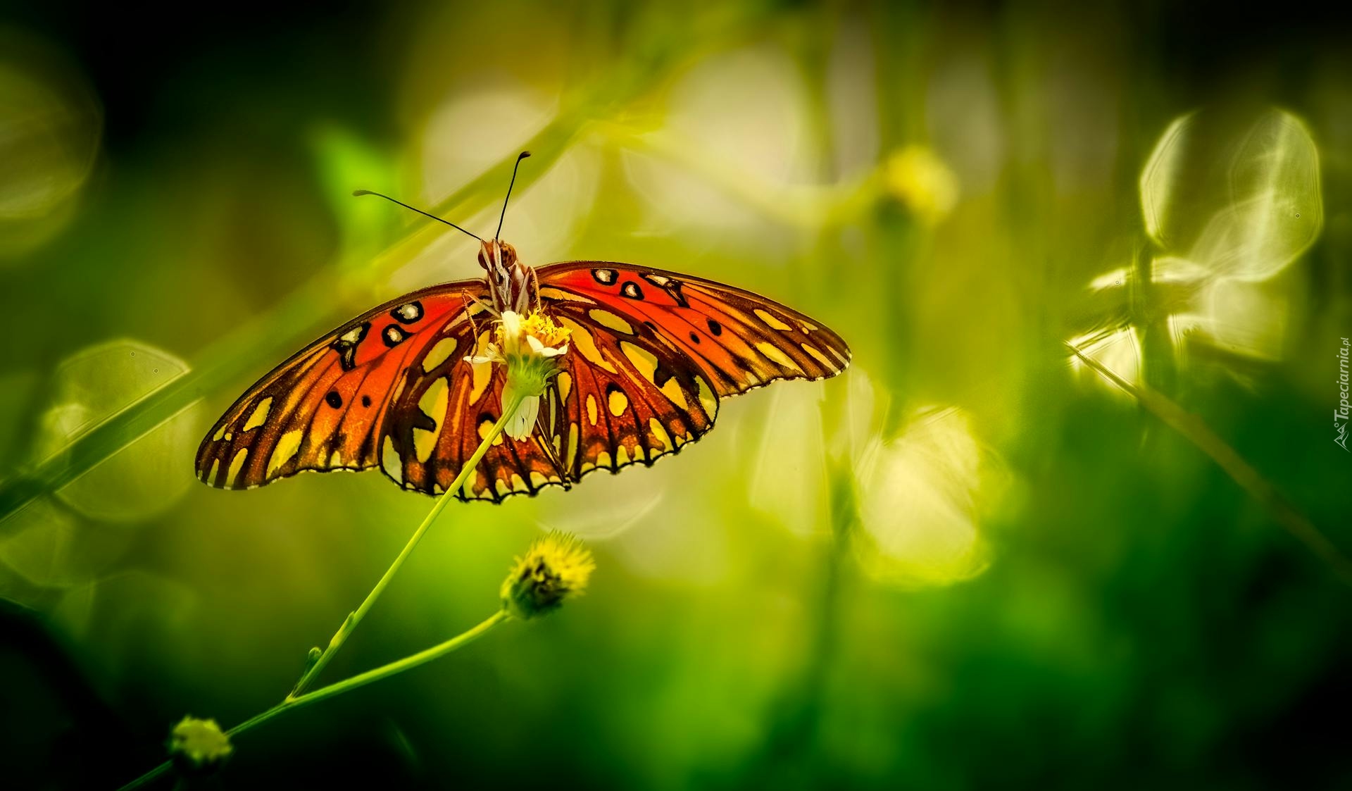 Motyl, Roślina, Zbliżenie