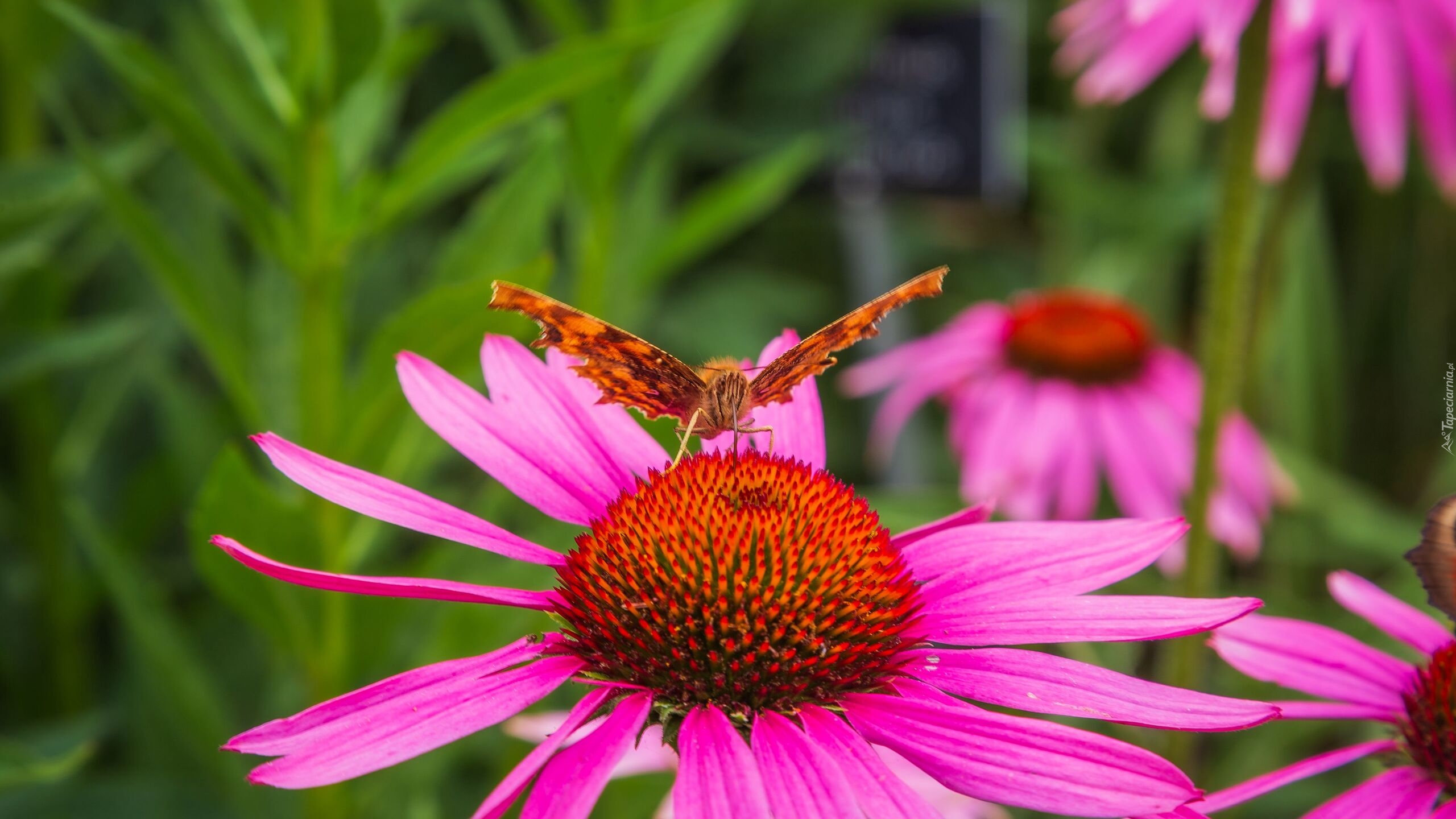 Motyl, Kwiat, Różowa, Jeżówka