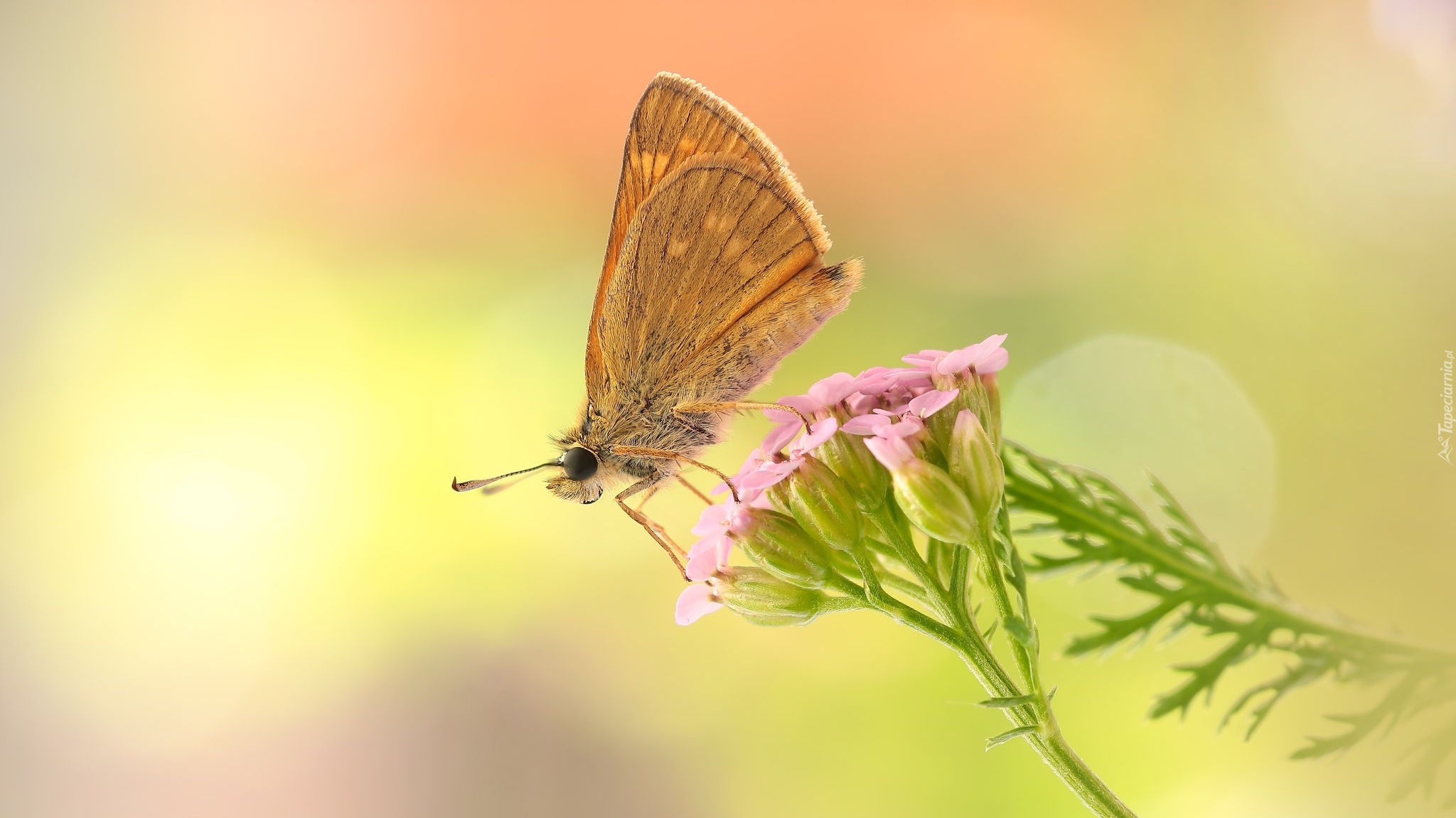 Motyl, Różowy, Kwiat, Makro