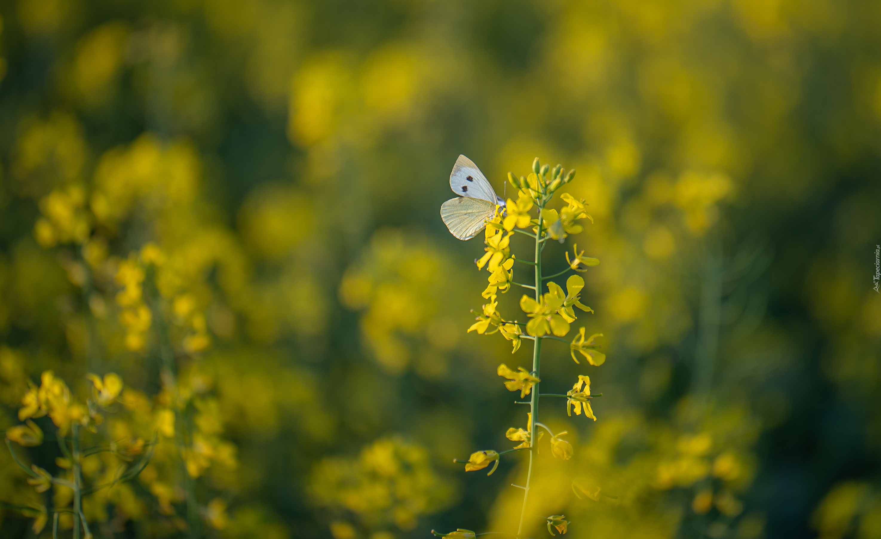 Motyl, Bielinek, Roślina, Rzepak, Rozmycie