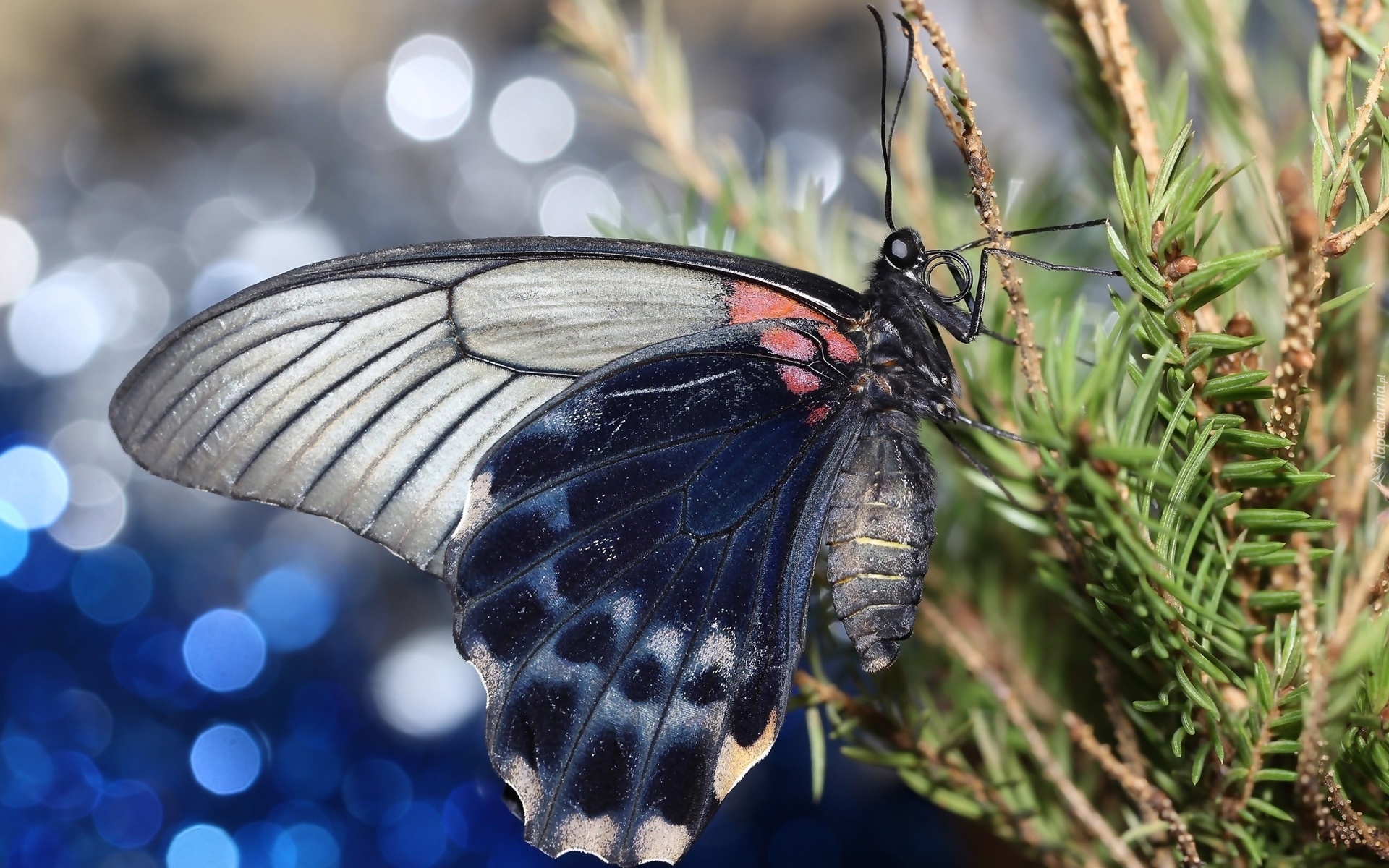 Motyl, Gałązki, Świerk