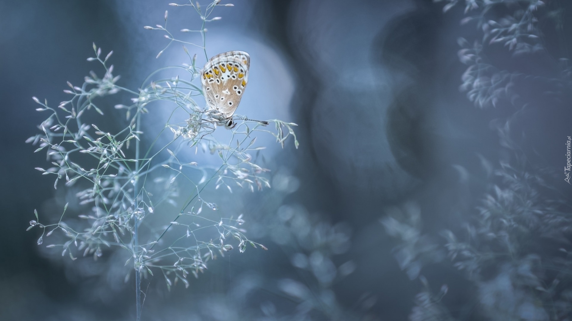 Źdźbło, Trawa, Motyl, Modraszek ikar, Bokeh