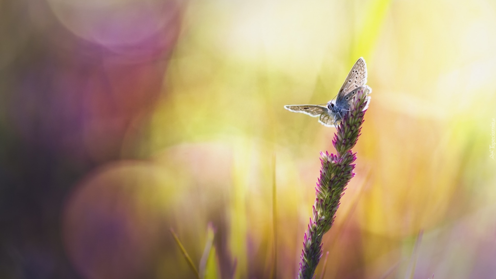 Źdźbło, Trawa, Motyl, Bokeh