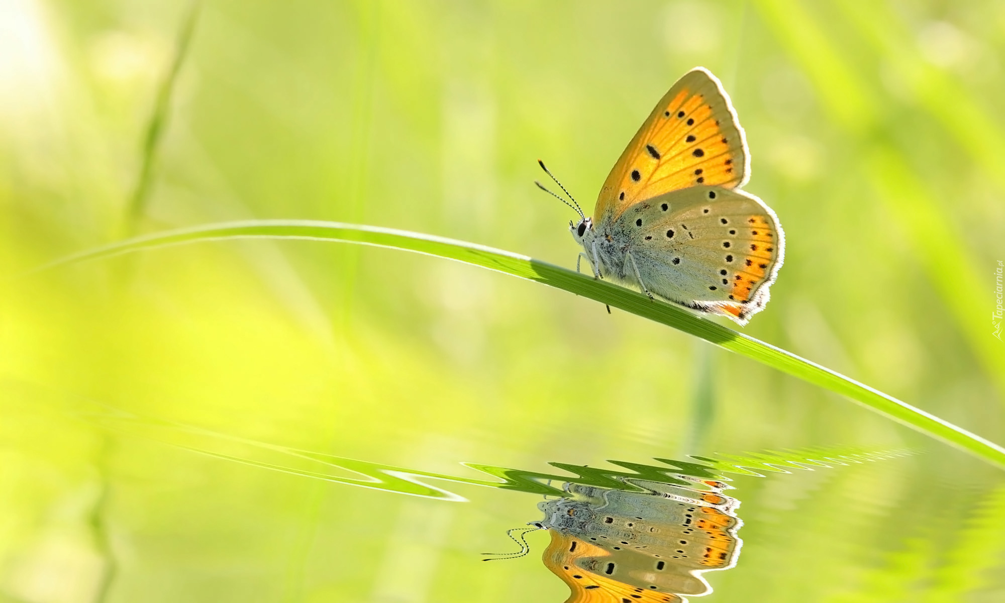 Motyl, Źdźbło, Trawa, Odbicie