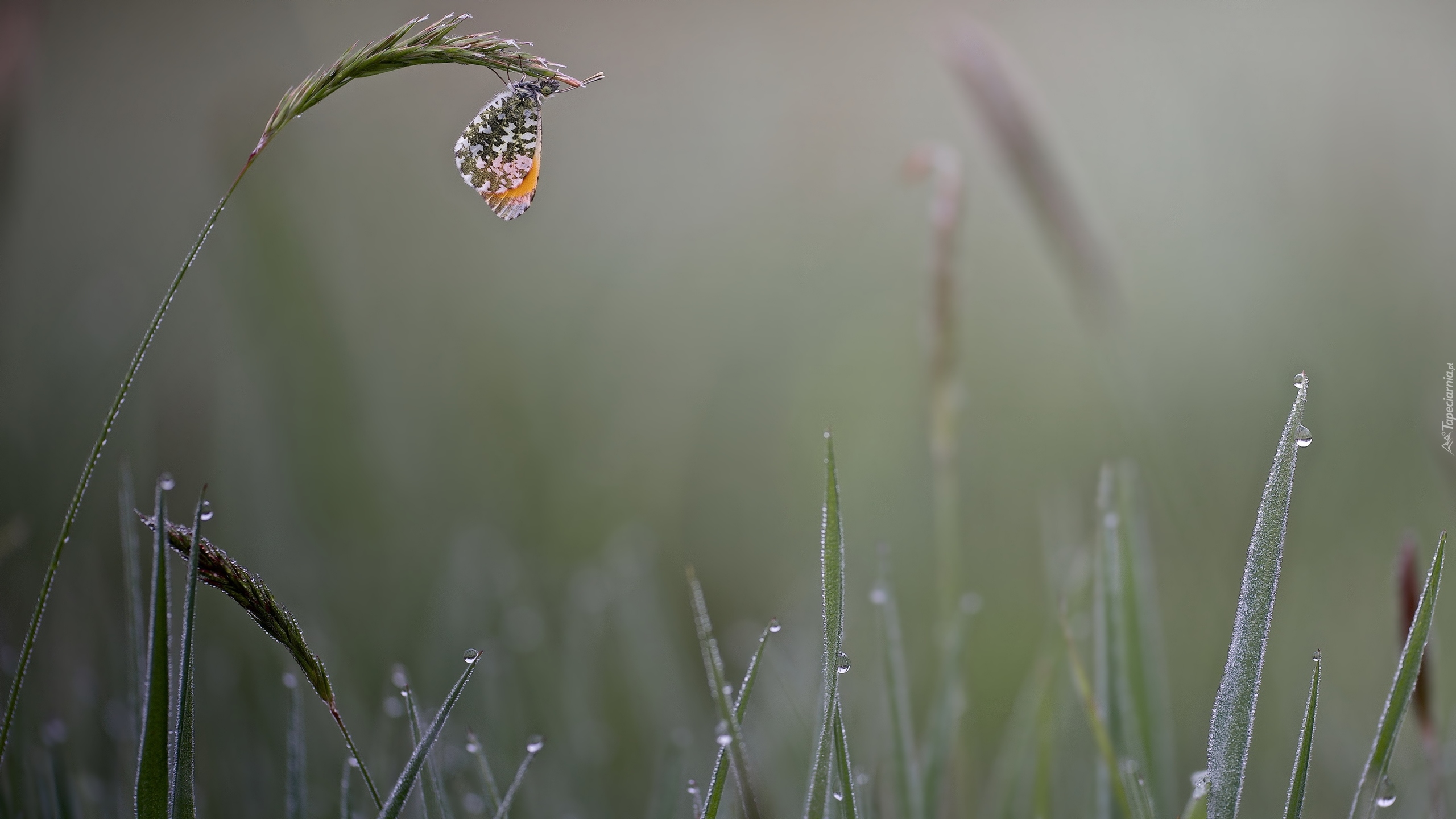 Motyl, Zorzynek rzeżuchowiec, Trawa, Krople