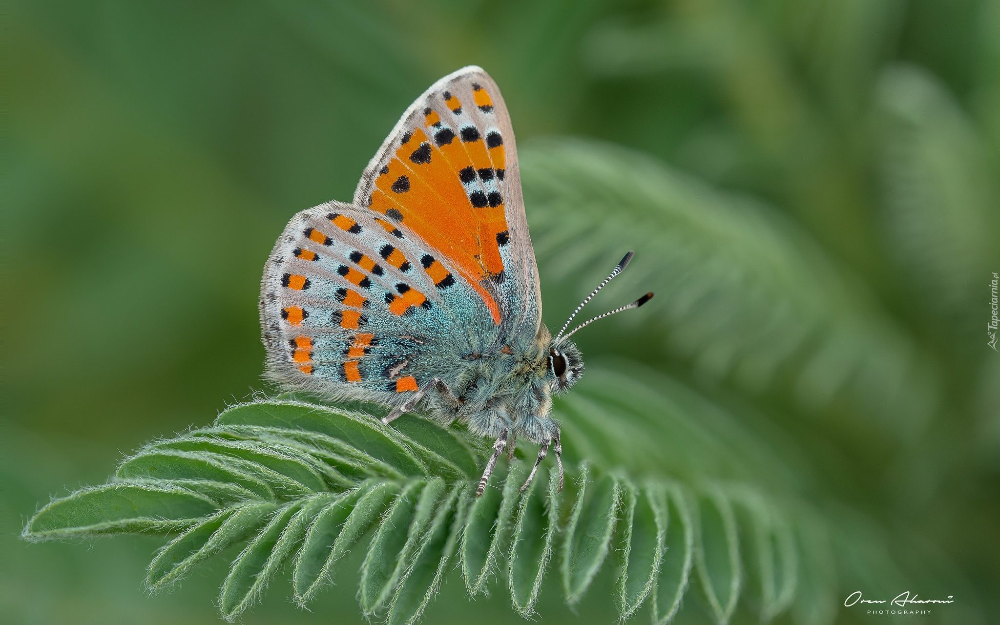 Motyl, Liść, Makro