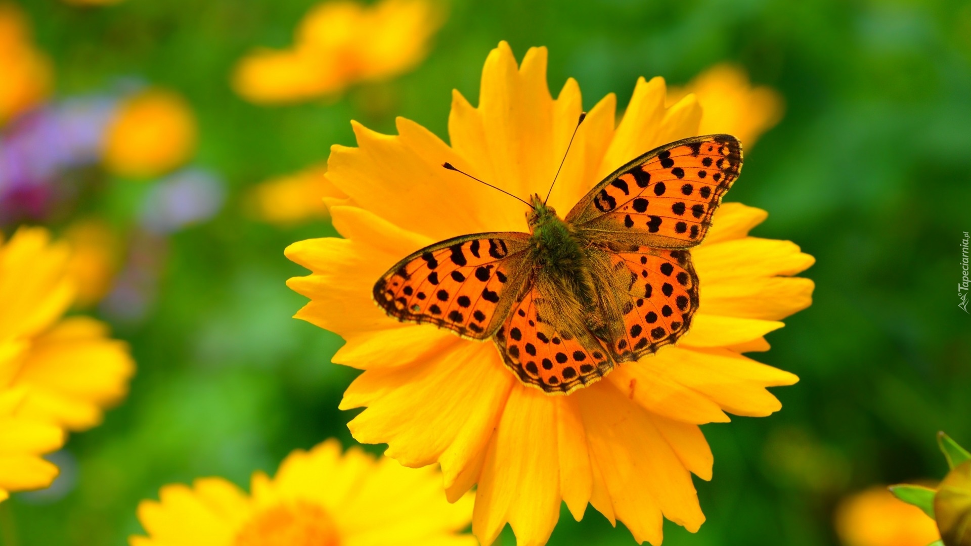 Motyl, Żółty, Kwiatek