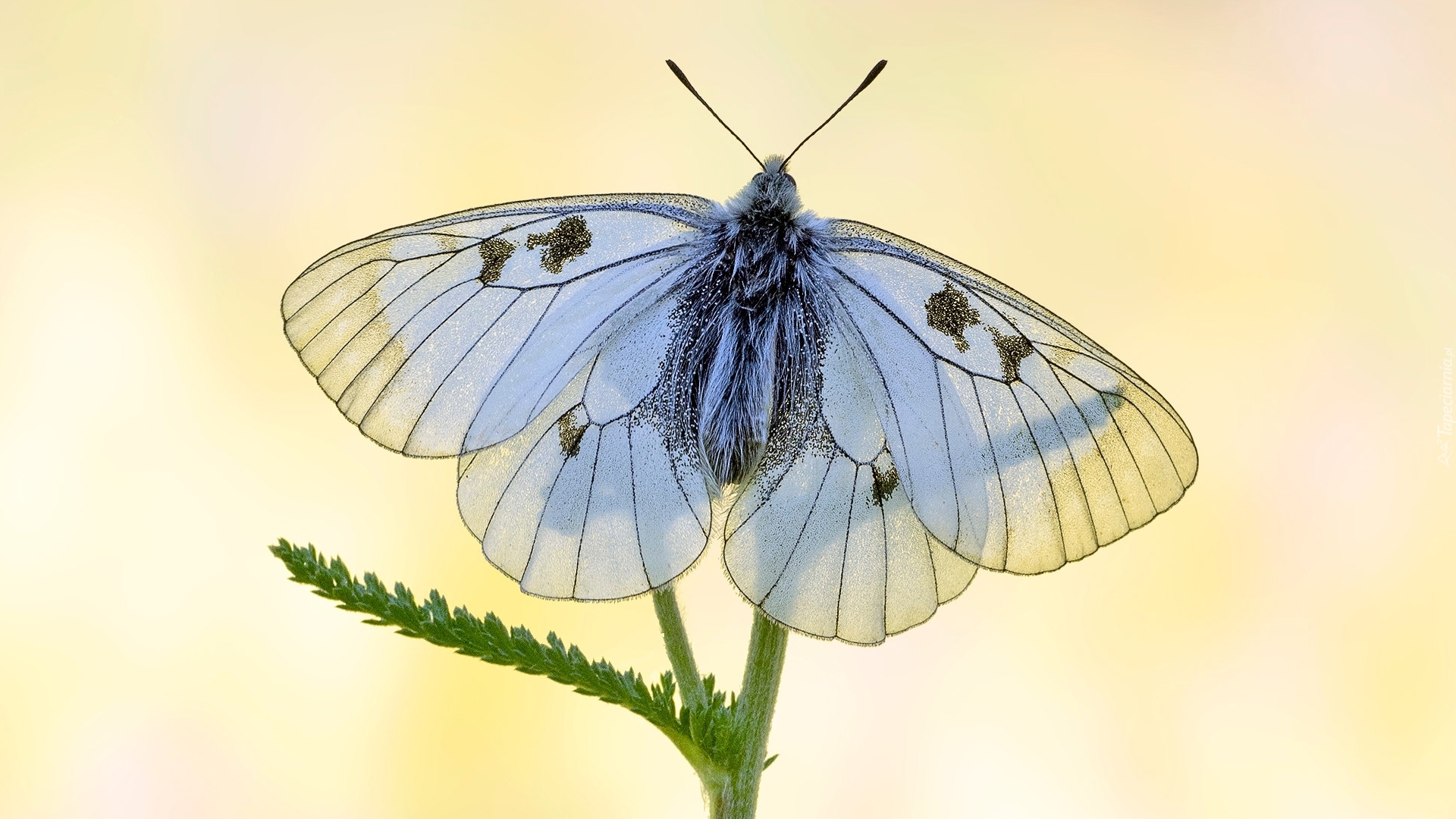 Motyl, Niepylak mnemozyna, Roślina, Makro