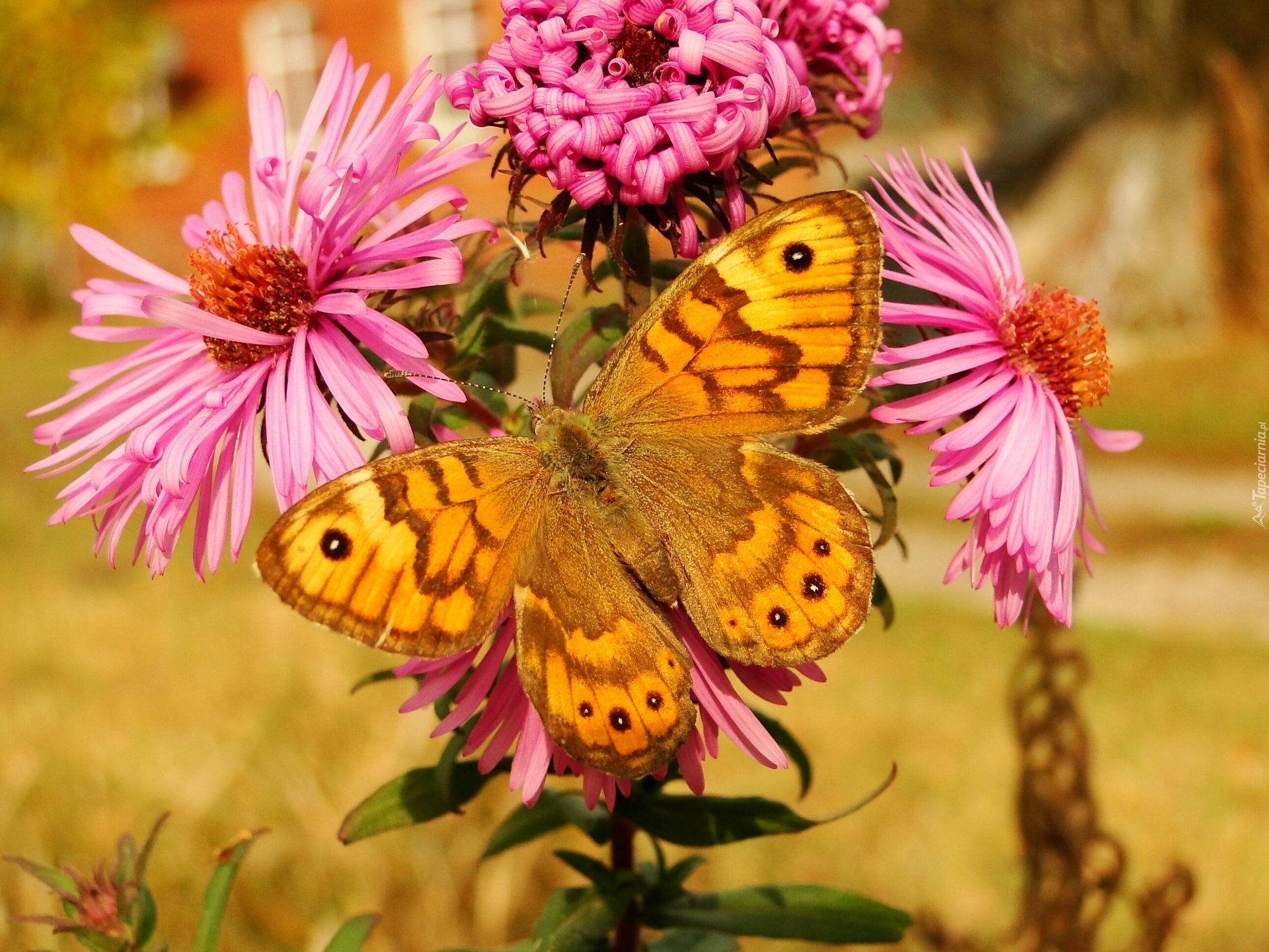 Motyl, Osadnik megera, Kwiaty