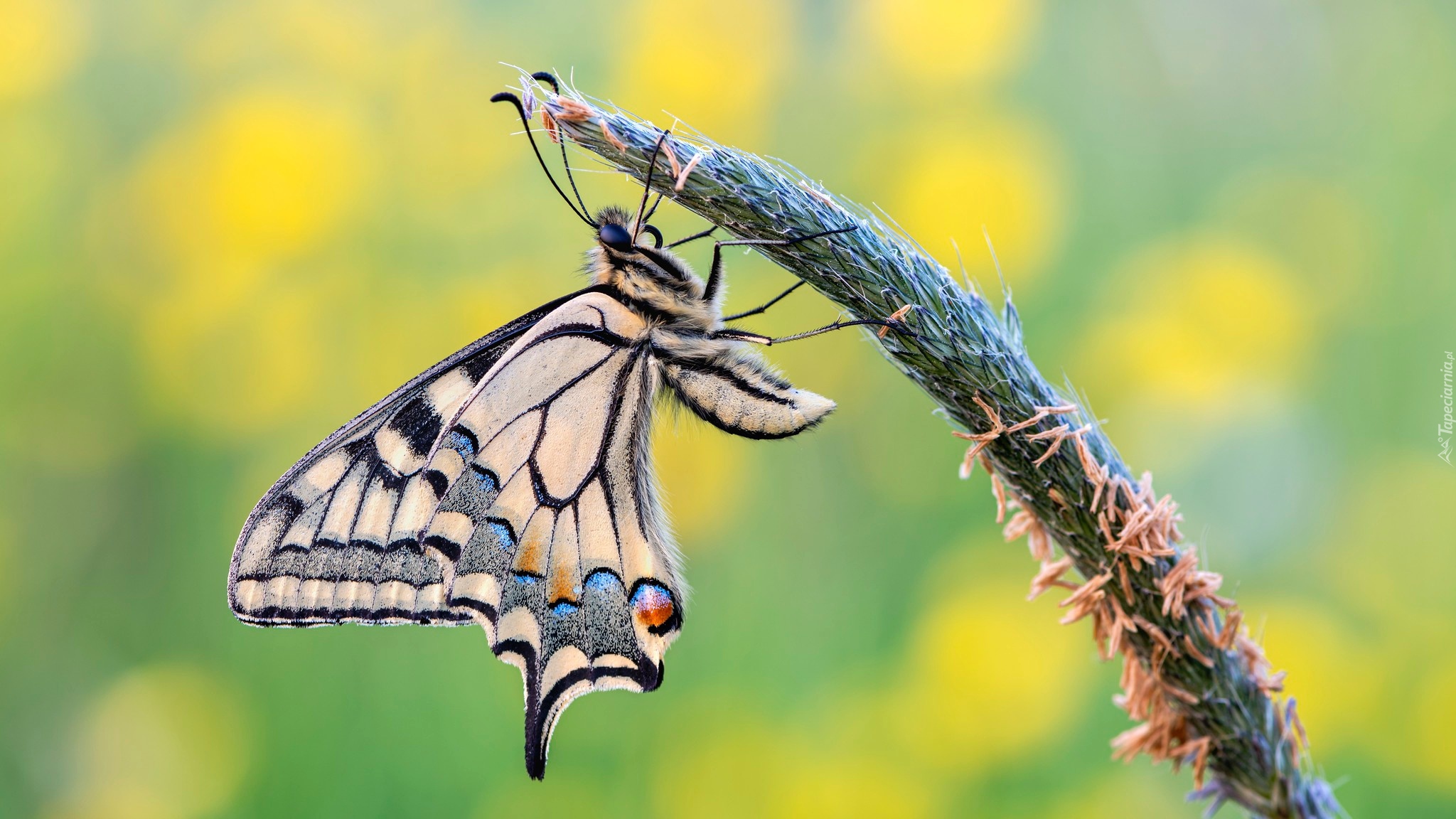 Motyl, Paź królowej, Źdźbło, Makro