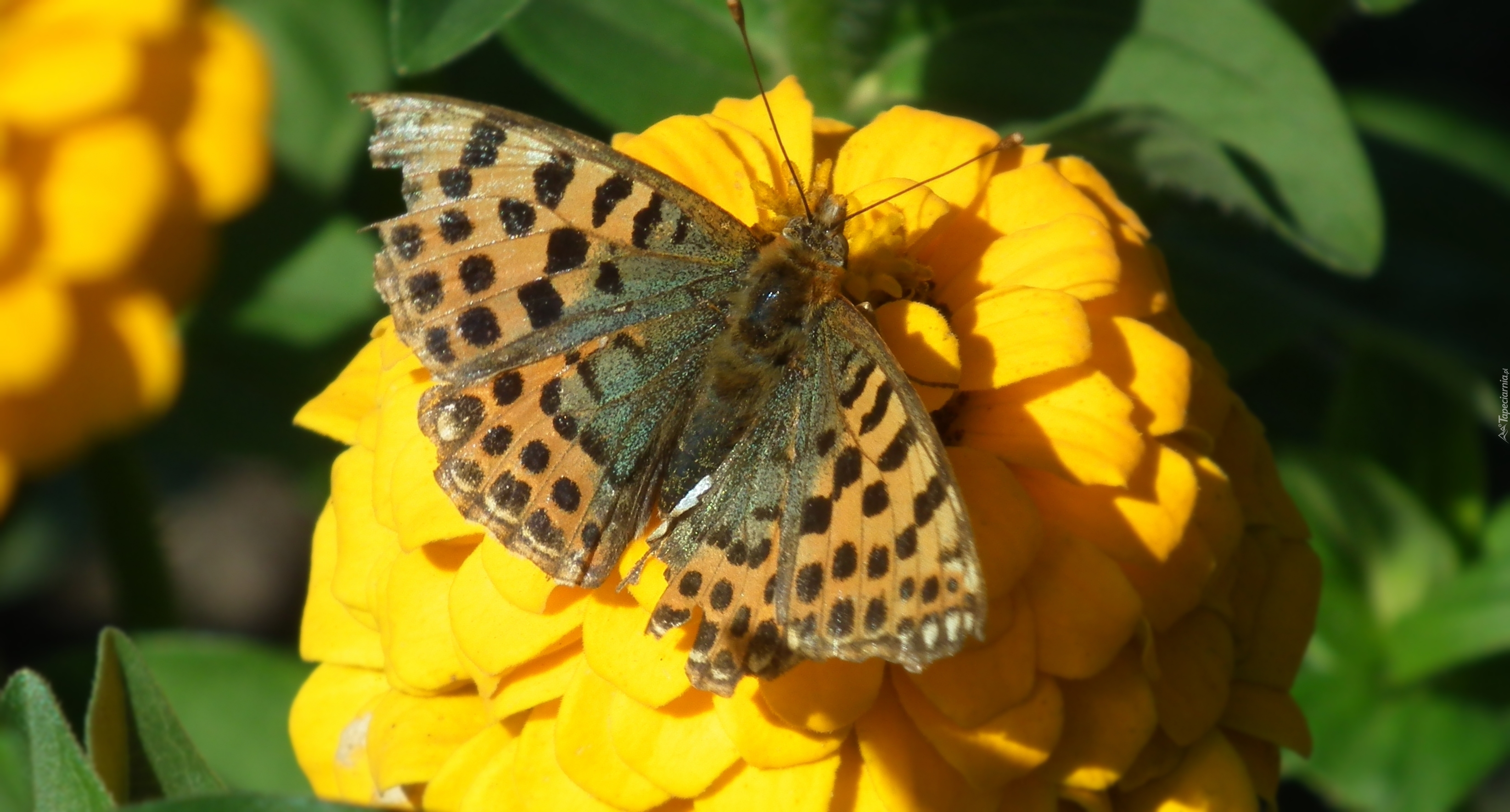 Motyl, Perłowiec malinowiec, Kwiat, Cynia, Żółta