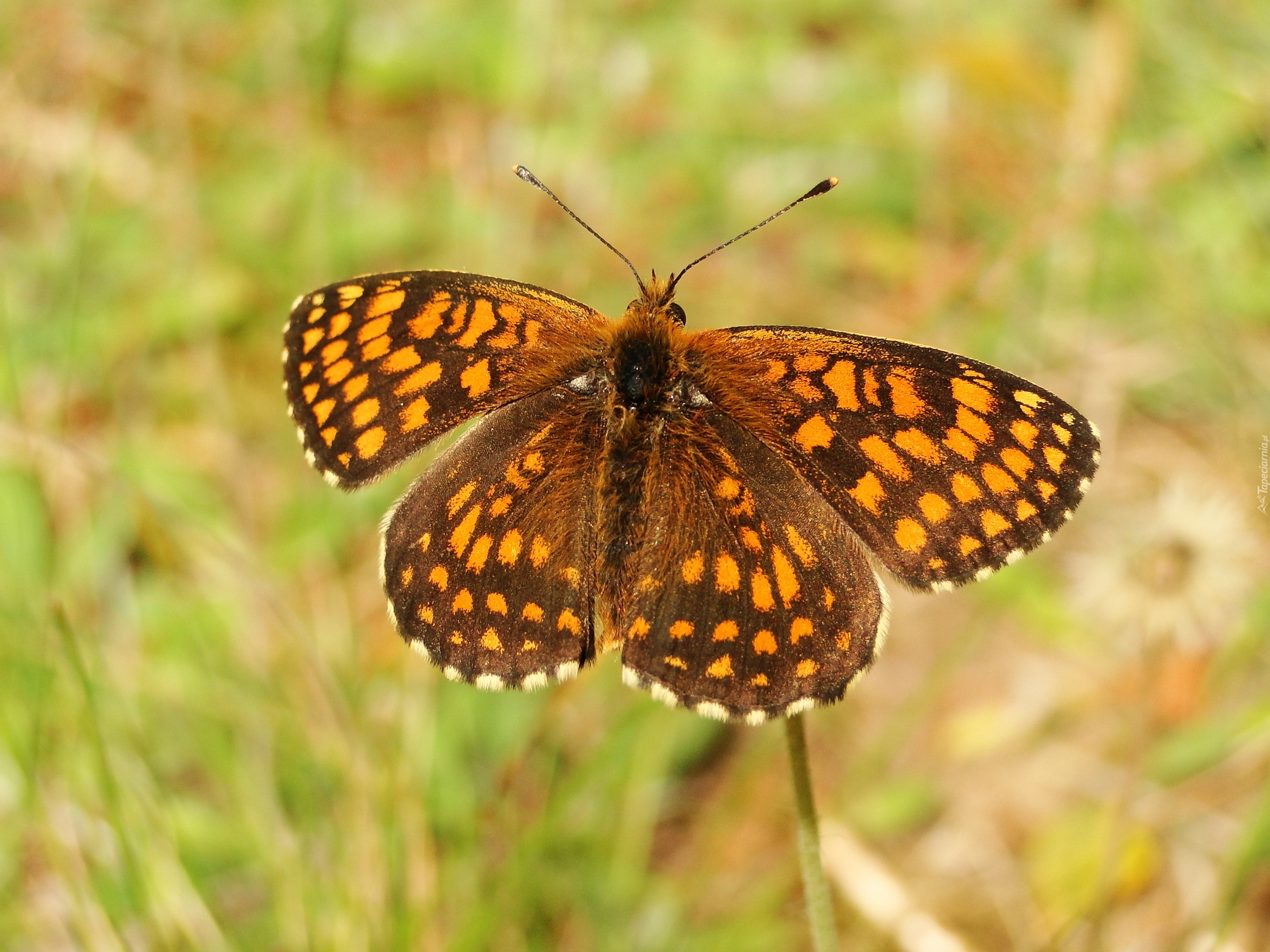 Przeplatka atalia, Motyl