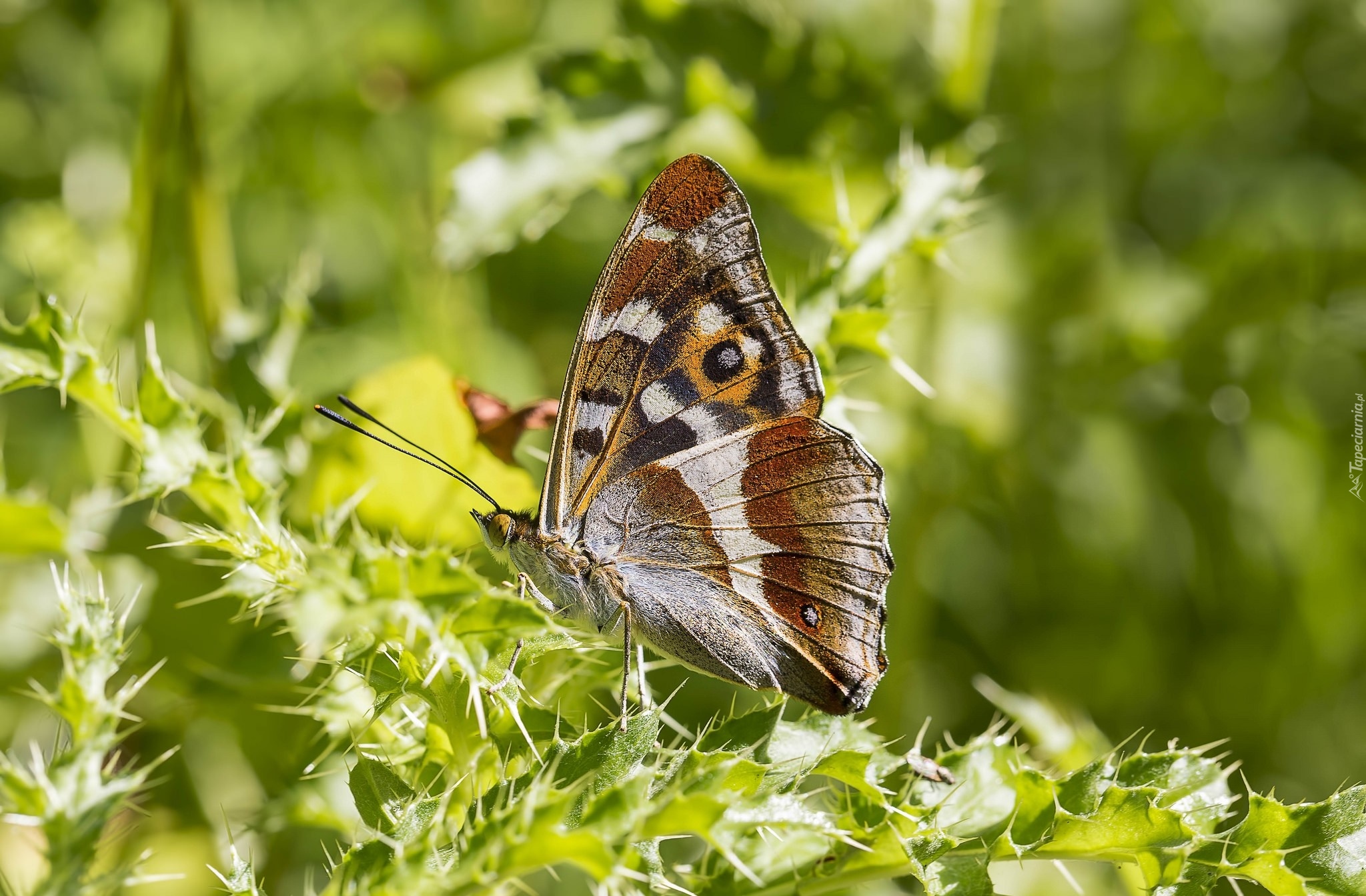 Motyl, Roślina, Ostrokrzew, Światło