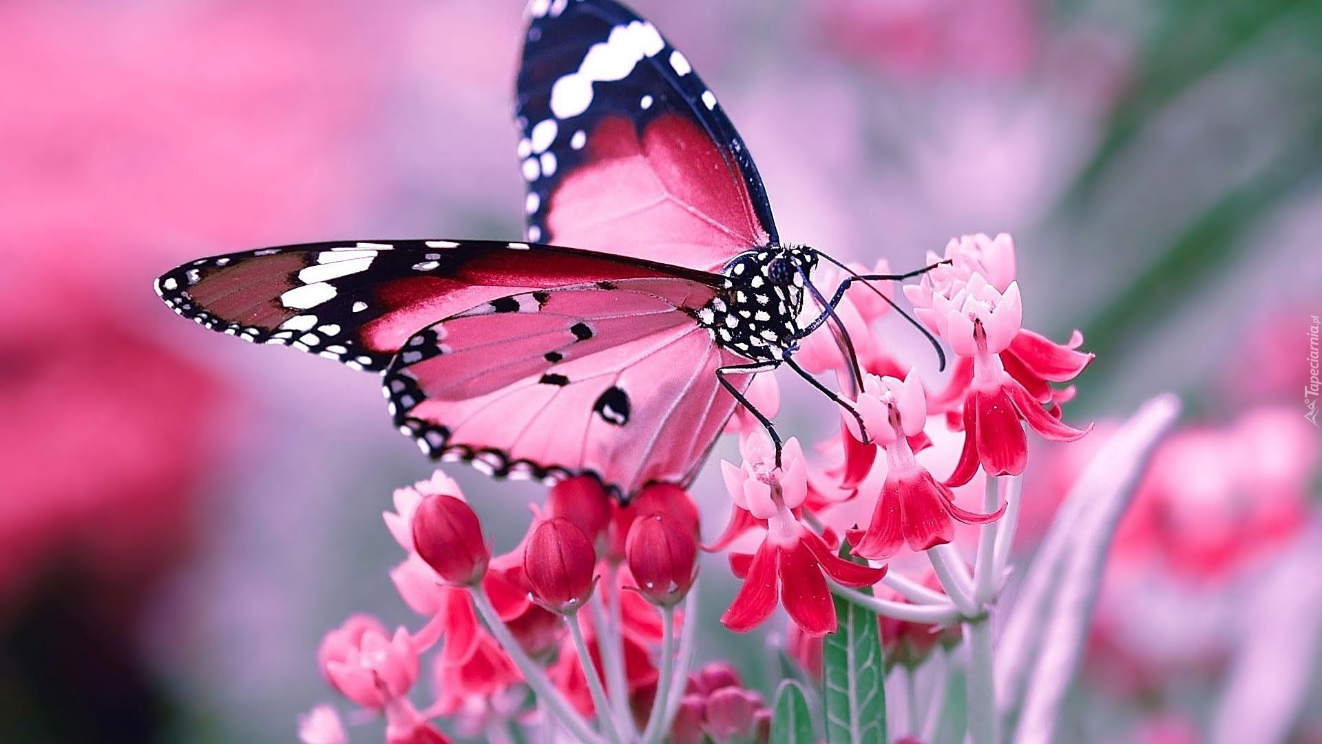 Motyl Przysiad Na R owym Kwiatku