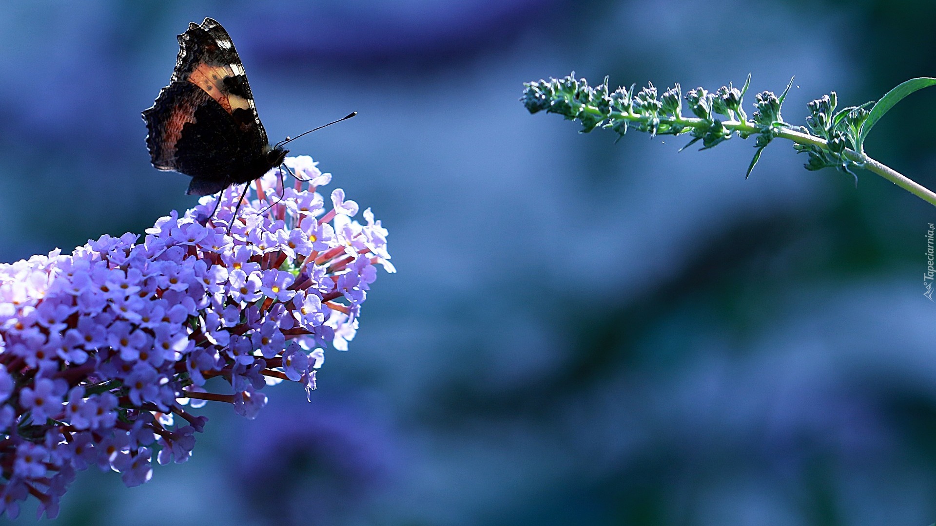 Motyl rusałka admirał, Kwiat, Budleja Dawida