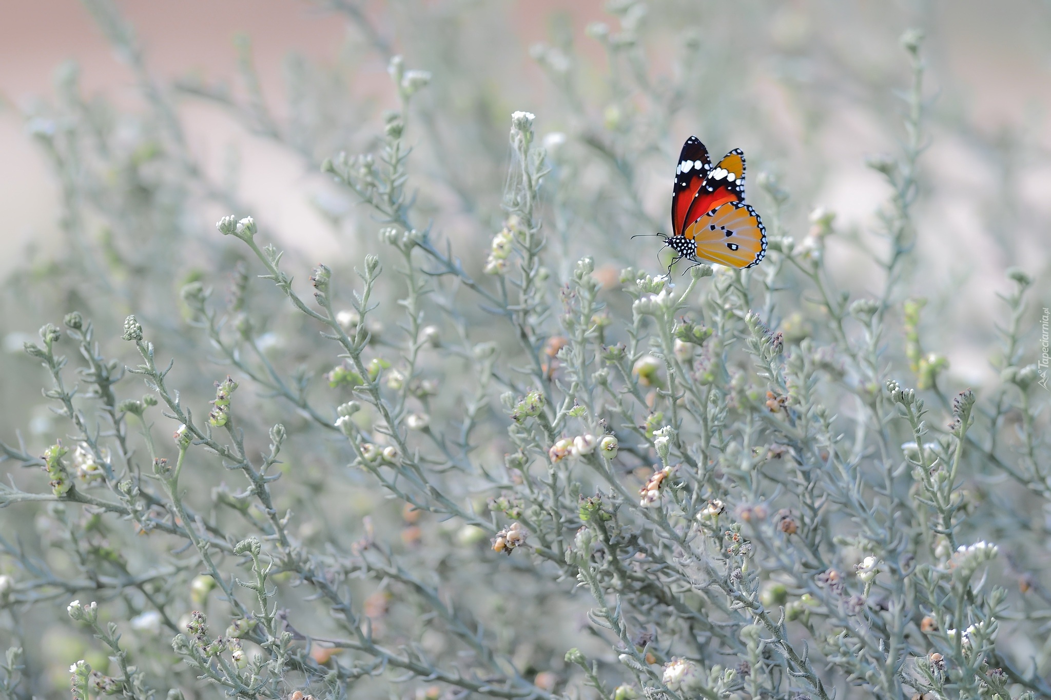 Motyl, Roślinki