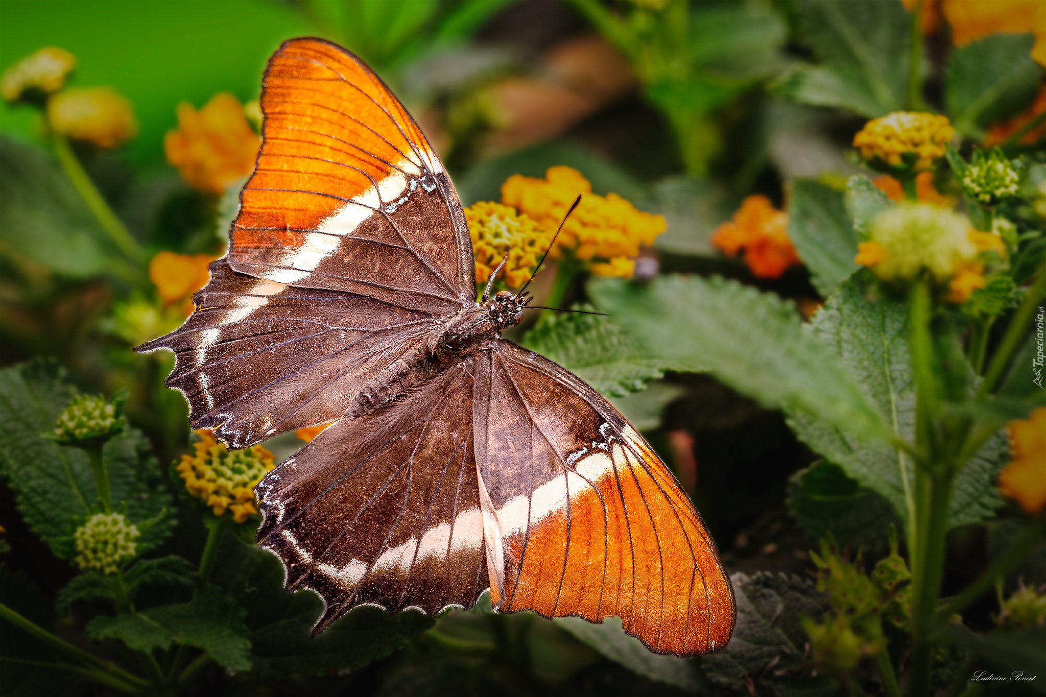 Motyl, Siproeta epaphus, Pomarańczowy