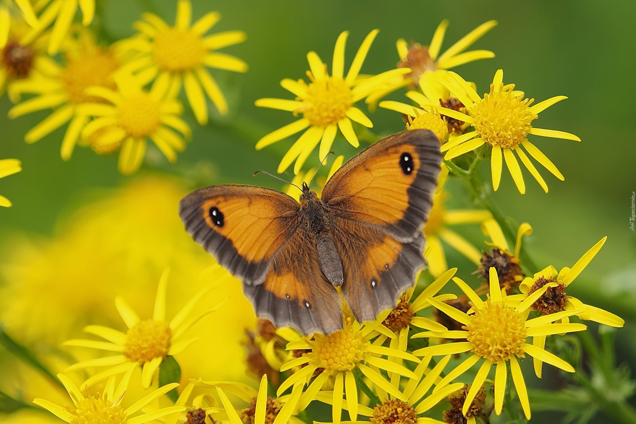 Motyl, Strzępotek ruczajnik, Żółte, Kwiaty