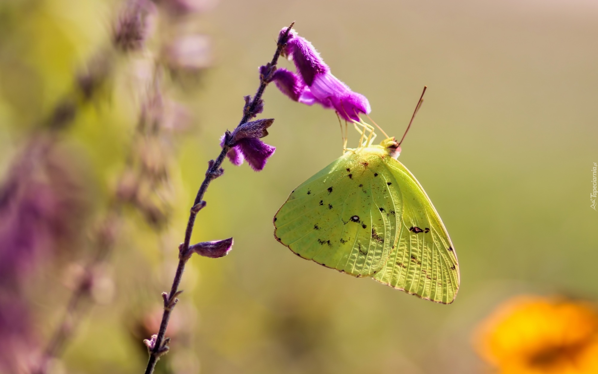 Żółty, Motyl, Szlaczkoń, Fioletowy, Kwiat, Zbliżenie