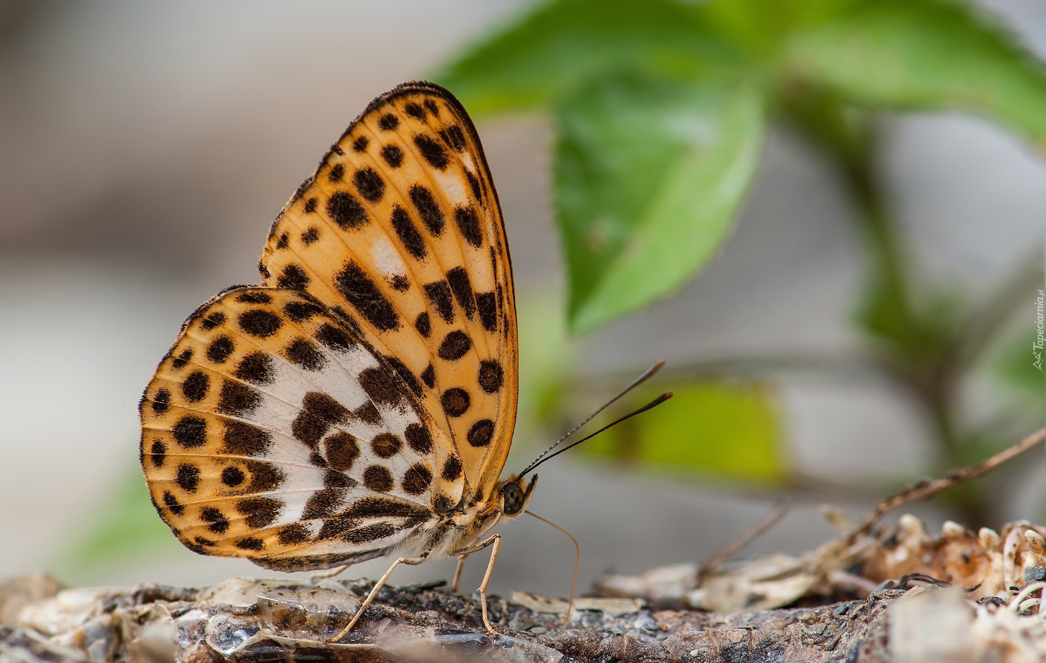 Owad, Motyl, Roślina