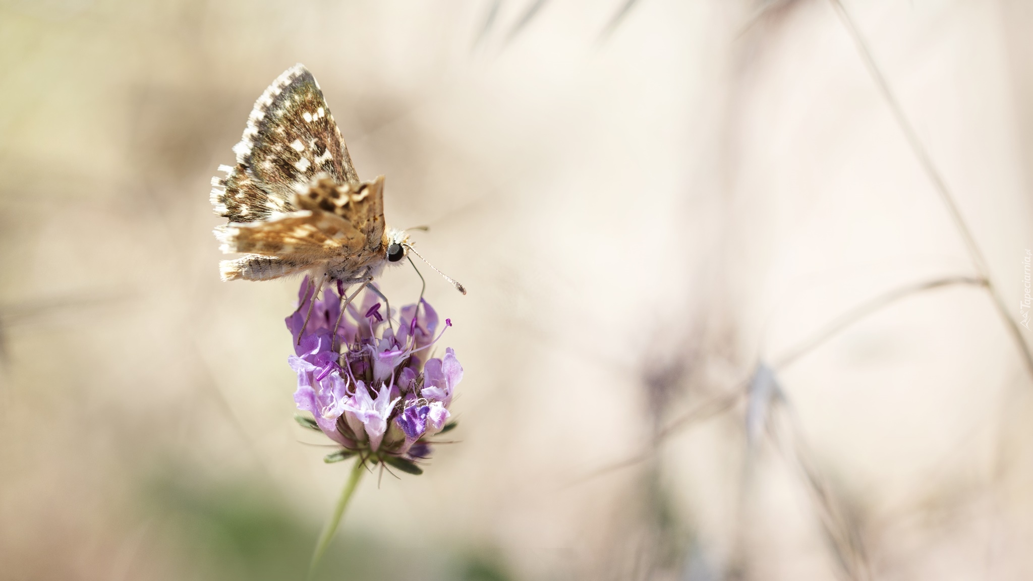 Motyl, Postrzępione, Skrzydełko, Kwiat, Makro