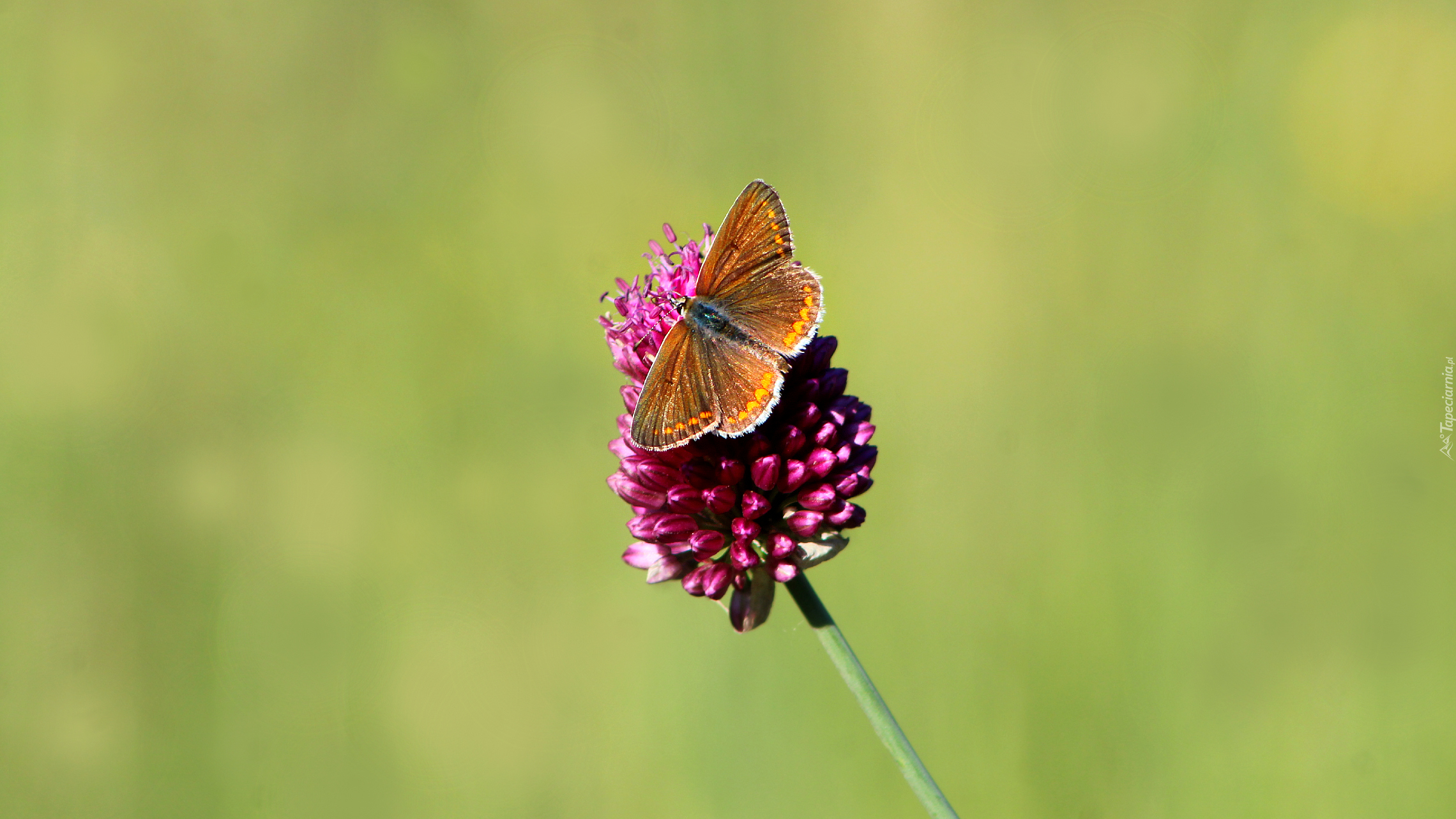 Motyl, Skrzydła, Kwiat