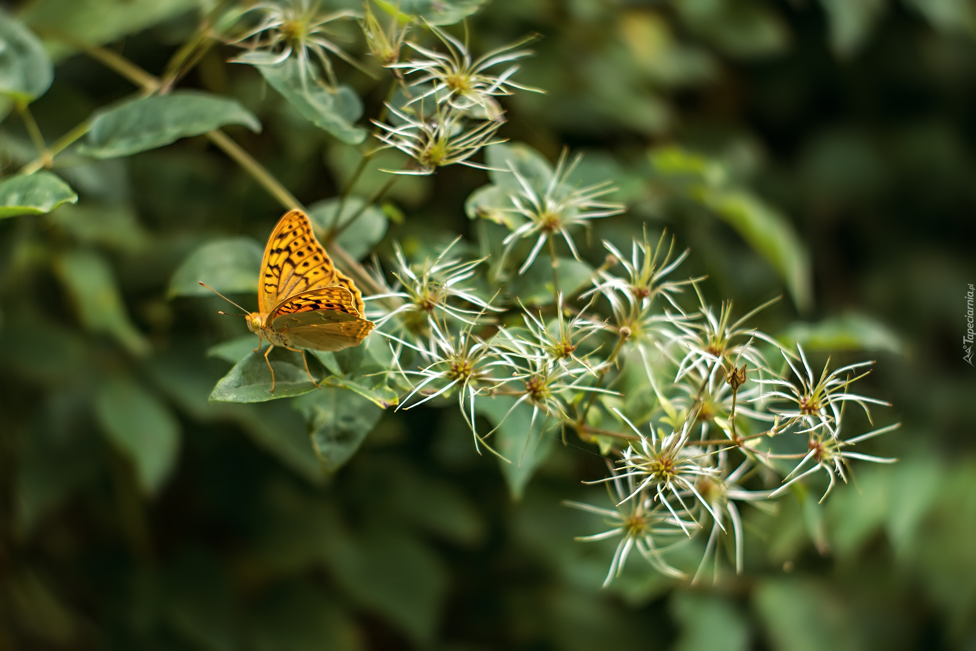 Motyl, Roślina, Kwiaty