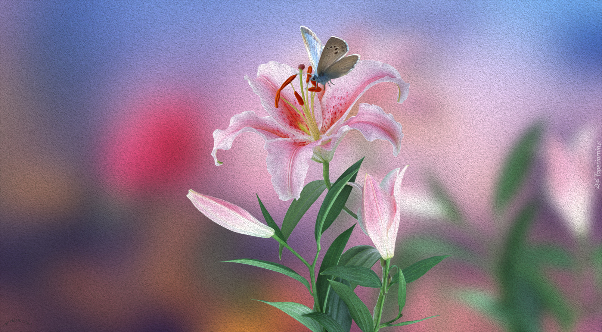 Kwiat, Różowa, Lilia, Motyl, Grafika