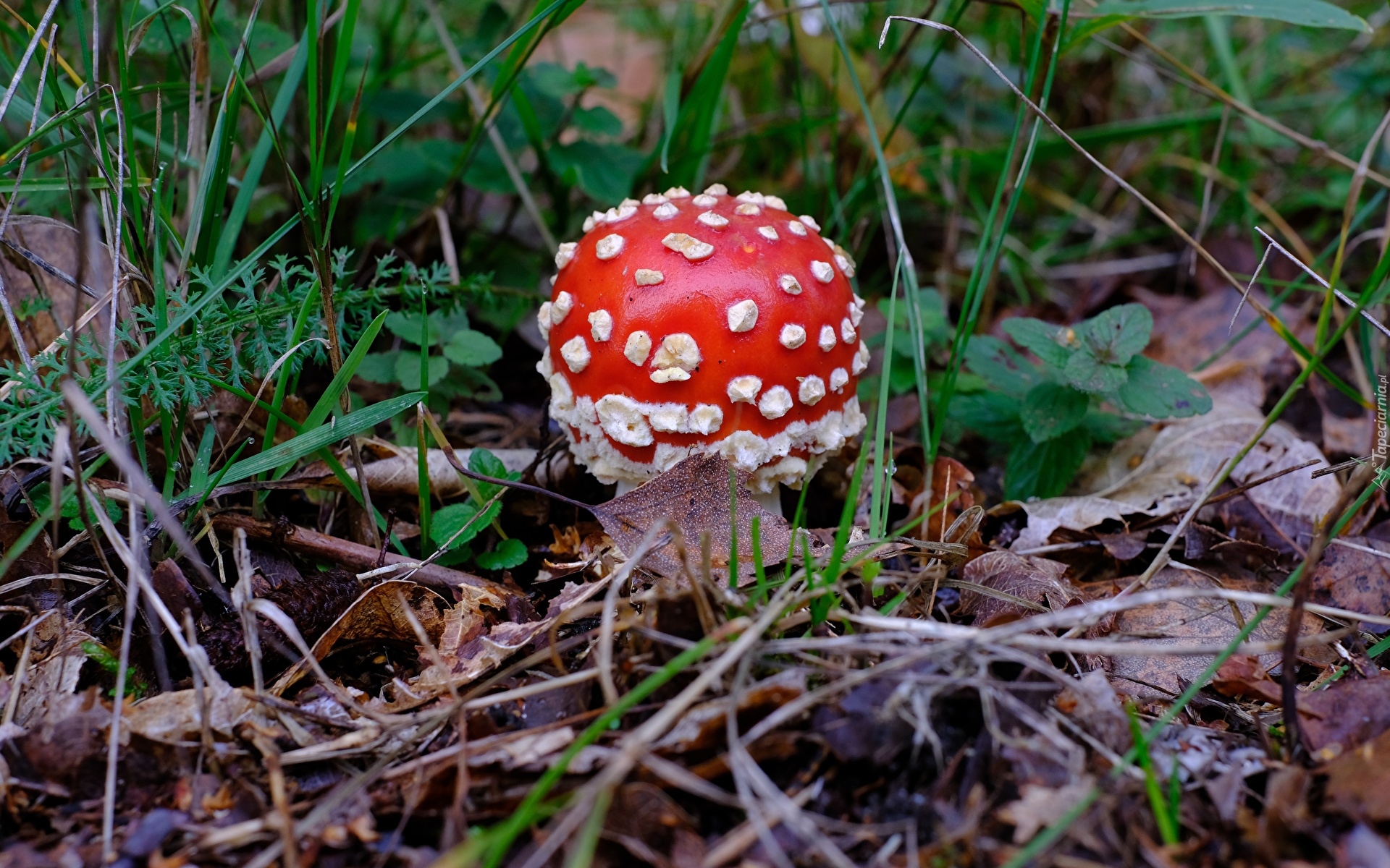 Grzyb, Muchomor, Ściółka leśna