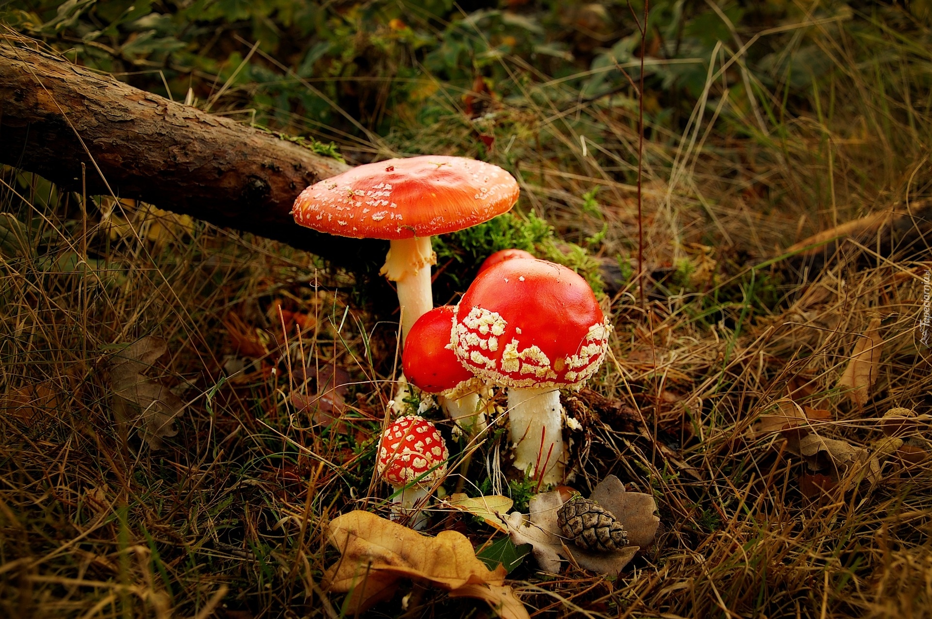 Grzyby, Muchomory, Runo, Leśne