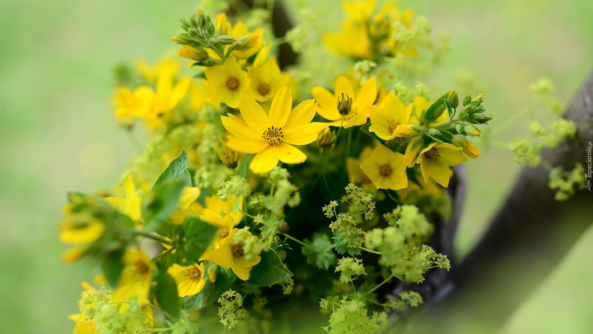 Żółte, Kwiaty, Nachyłek wielkokwiatowy