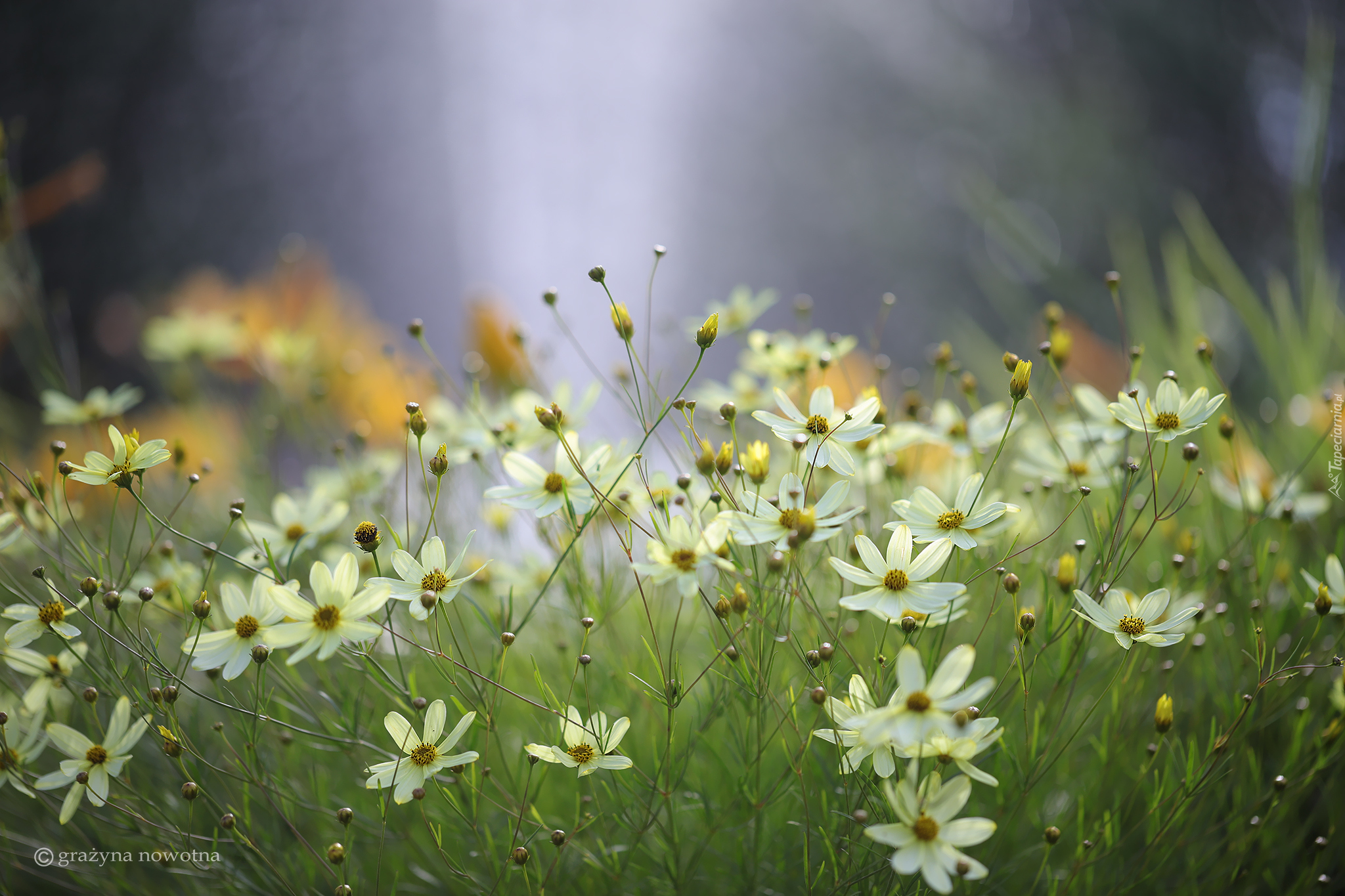 Nachyłek okółkowy, Jasnożółte, Kwiaty