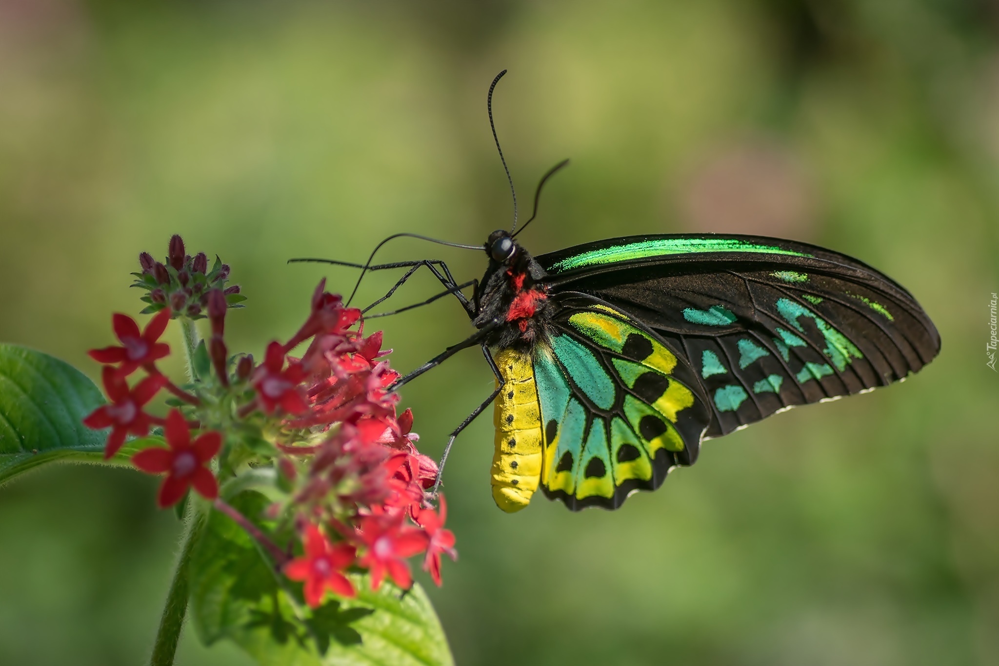 Kolorowy, Australijski, Motyl, Cairns Birdwing, Kwiat, Czerwony