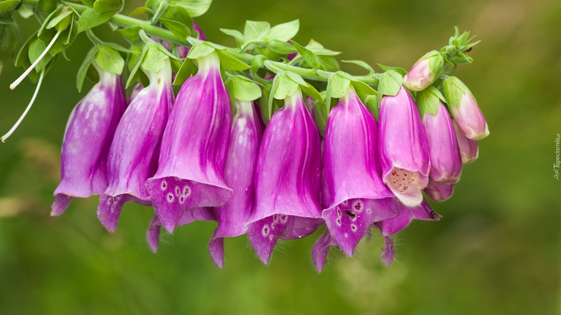 Naparstnica purpurowa, Różowy, Kwiat