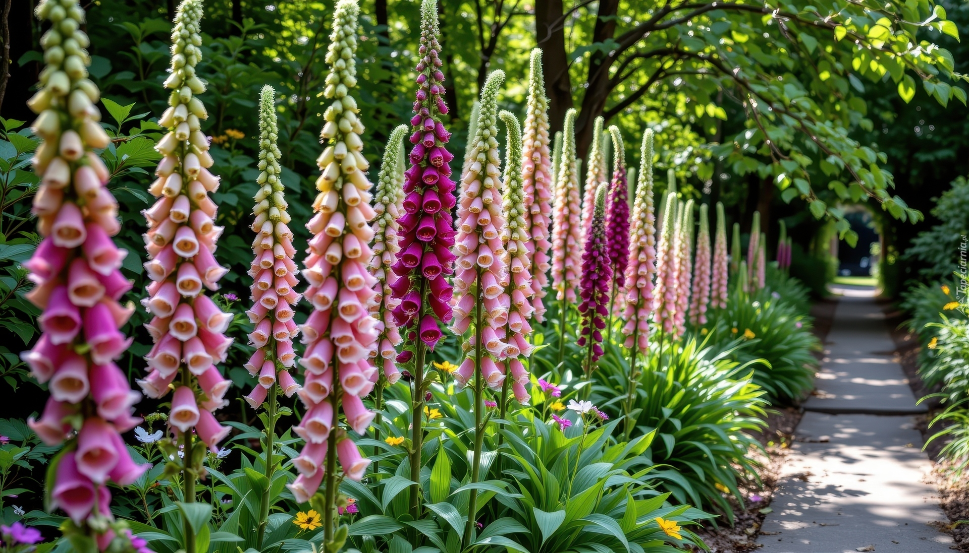 Naparstnica, Różowe, Kwiaty, Ścieżka, Drzewa, Naparstnica purpurowa