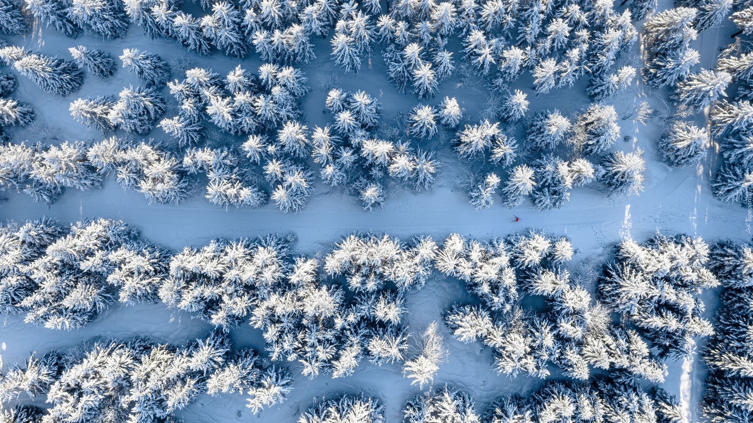 Las, Śnieg, Zima, Narciarz, Z lotu ptaka