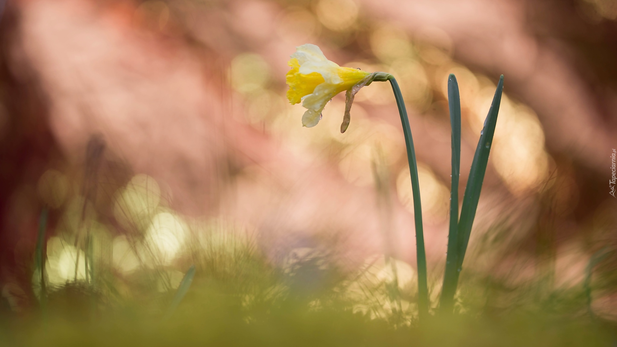 Kwiaty, Narcyz żonkil, Bokeh