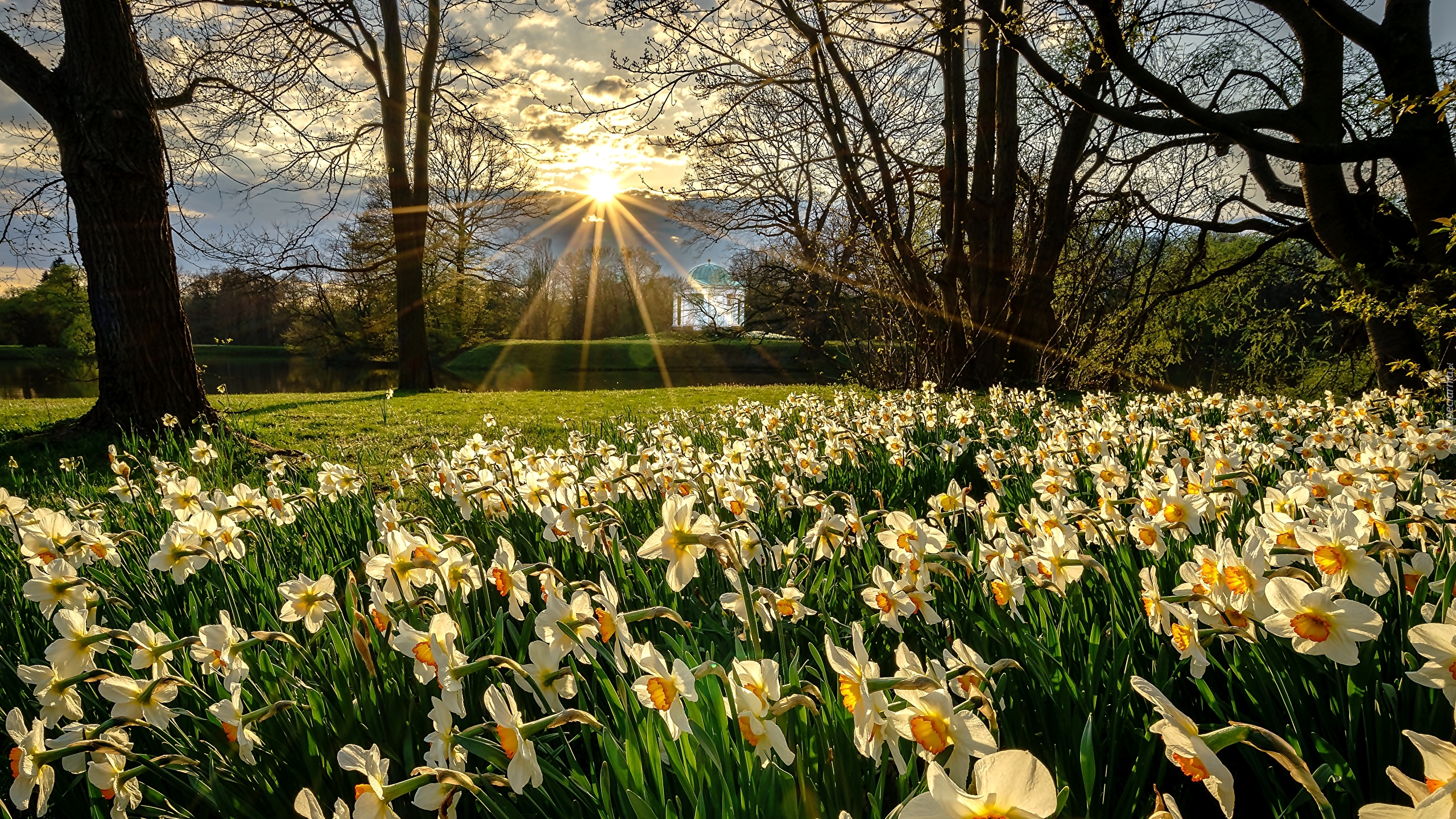 Park, Narcyzy, Promienie słońca, Drzewa, Altana