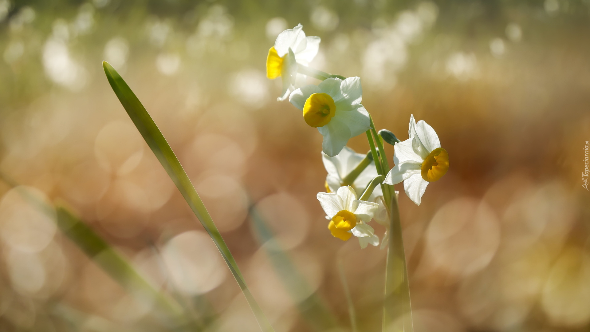 Narcyzy wielokwiatowe, Listki, Bokeh