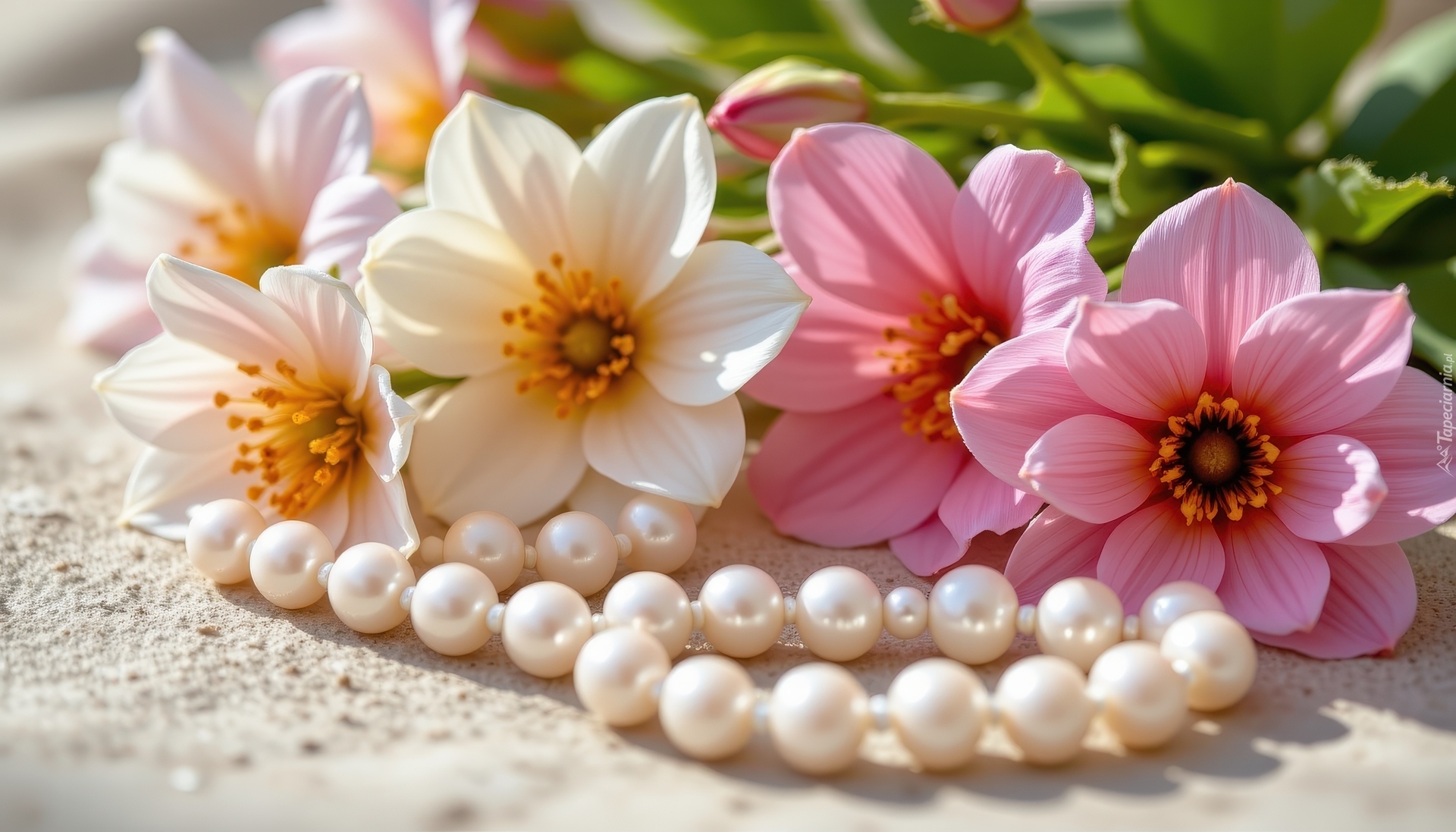 Różowe, Kwiaty, Białe, Korale, Perły
