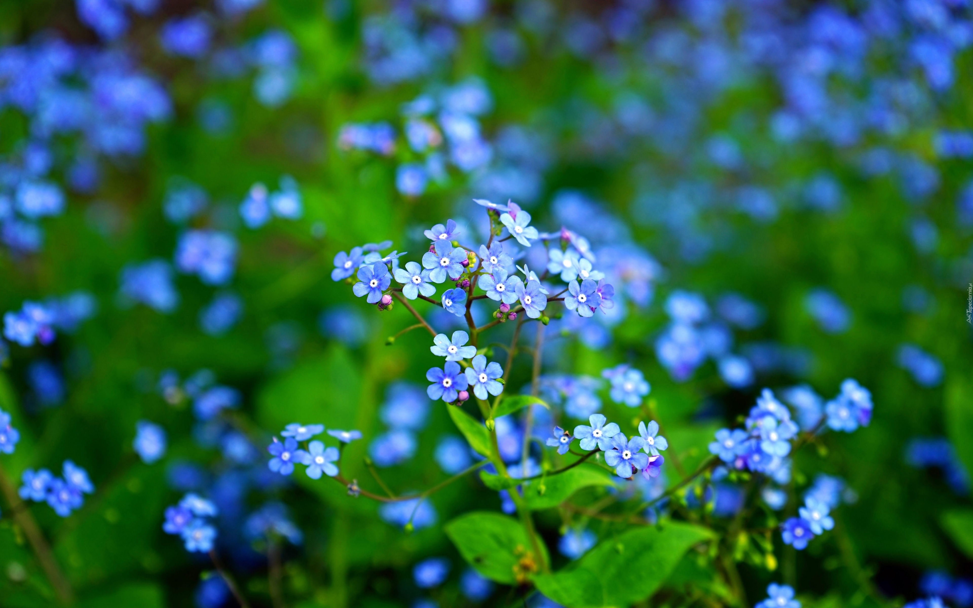 Niebieskie, Kwiaty, Brunera