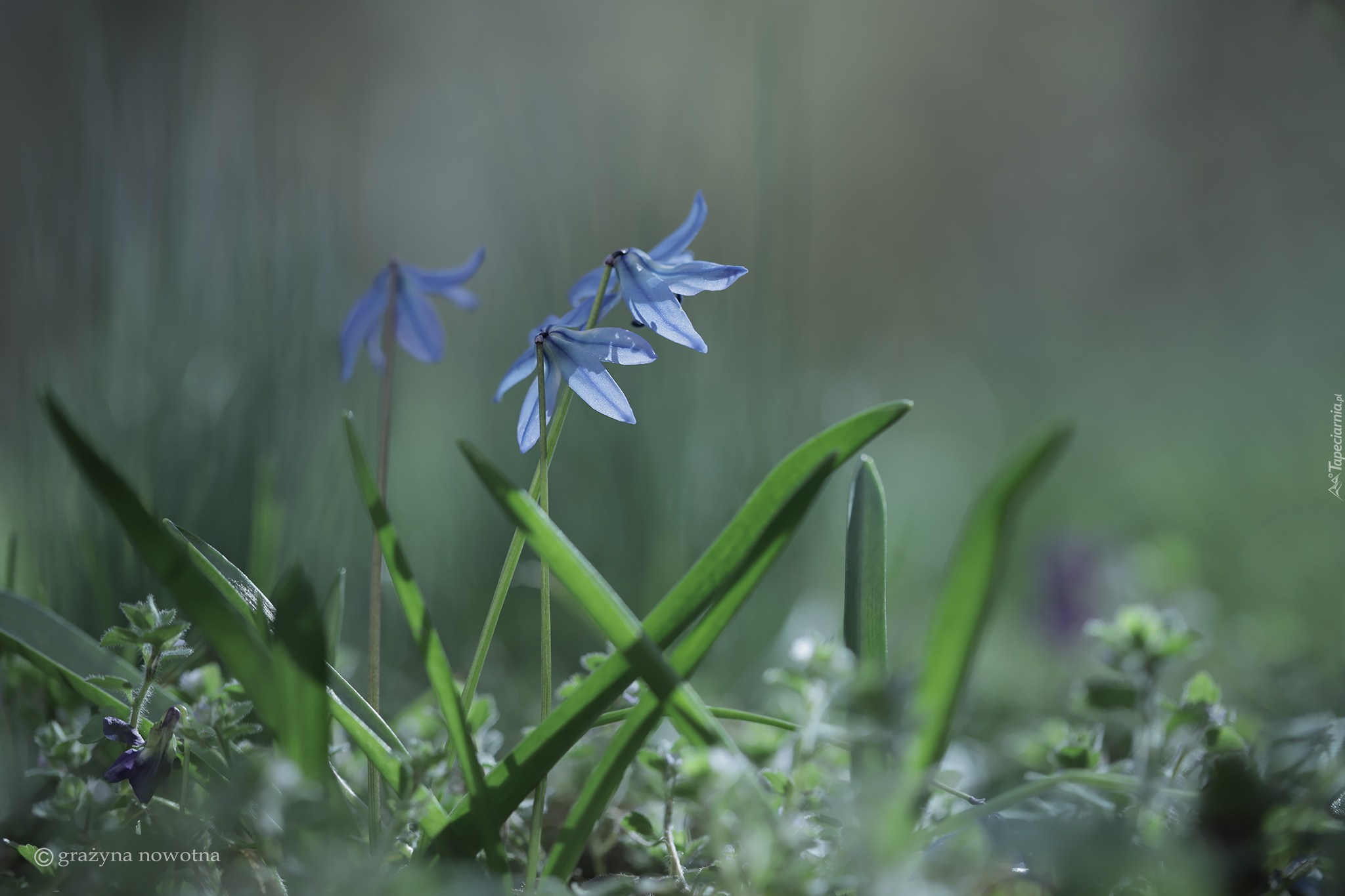 Cebulica syberyjska, Zbliżenie, Niebieskie, Kwiaty