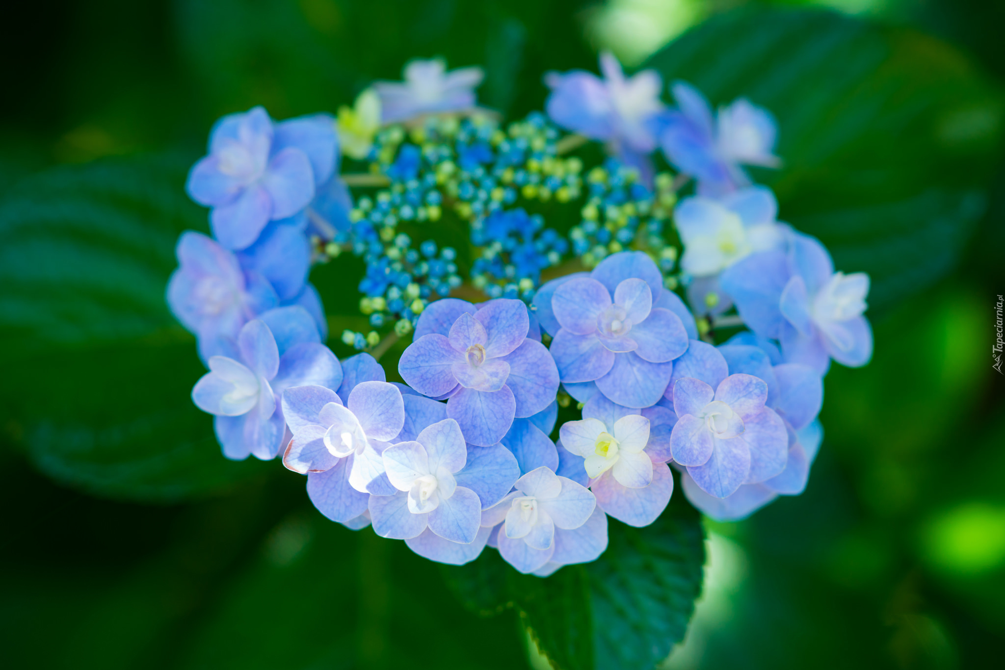 Niebieski, Kwiat, Hortensja, Liście