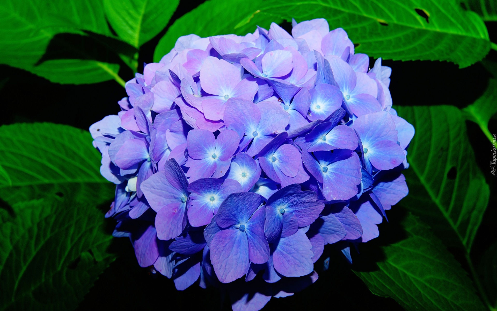 Niebieski, Kwiat, Hortensja, Zbliżenie