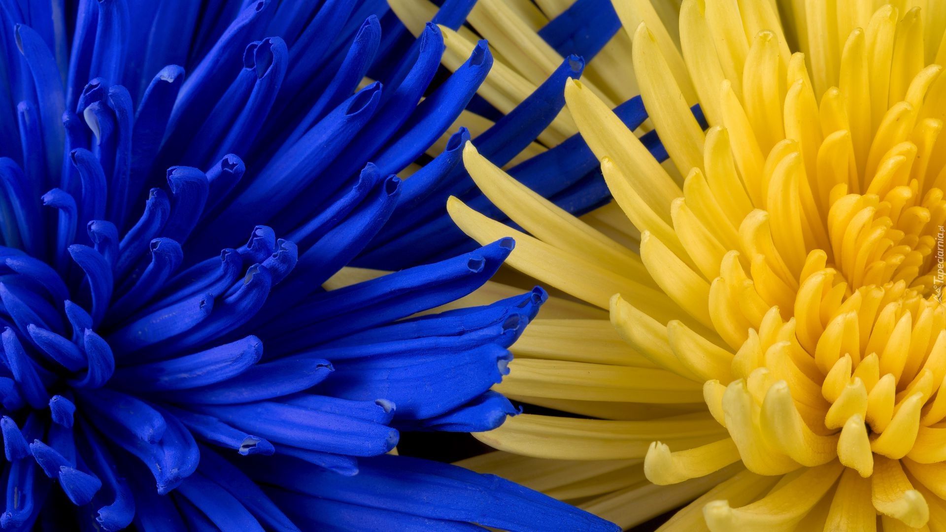 Kwiaty, Niebieska, Żółta, Chryzantema