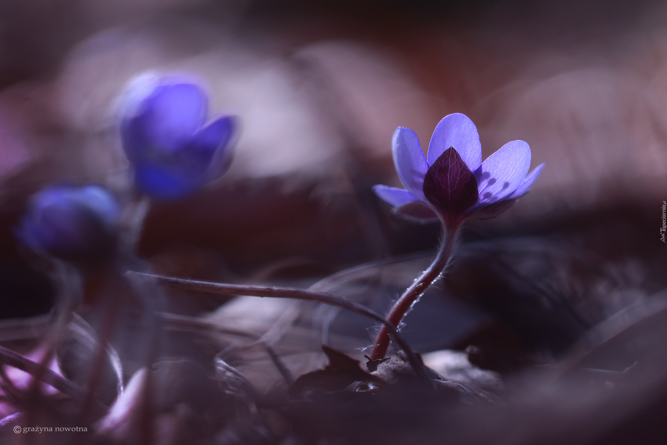 Przylaszczka, Niebieski, Kwiat