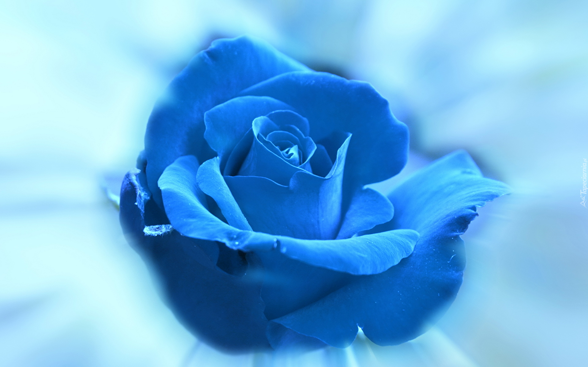 Kwiat, Róża, Niebieska, Płatki, Tło niebieskie