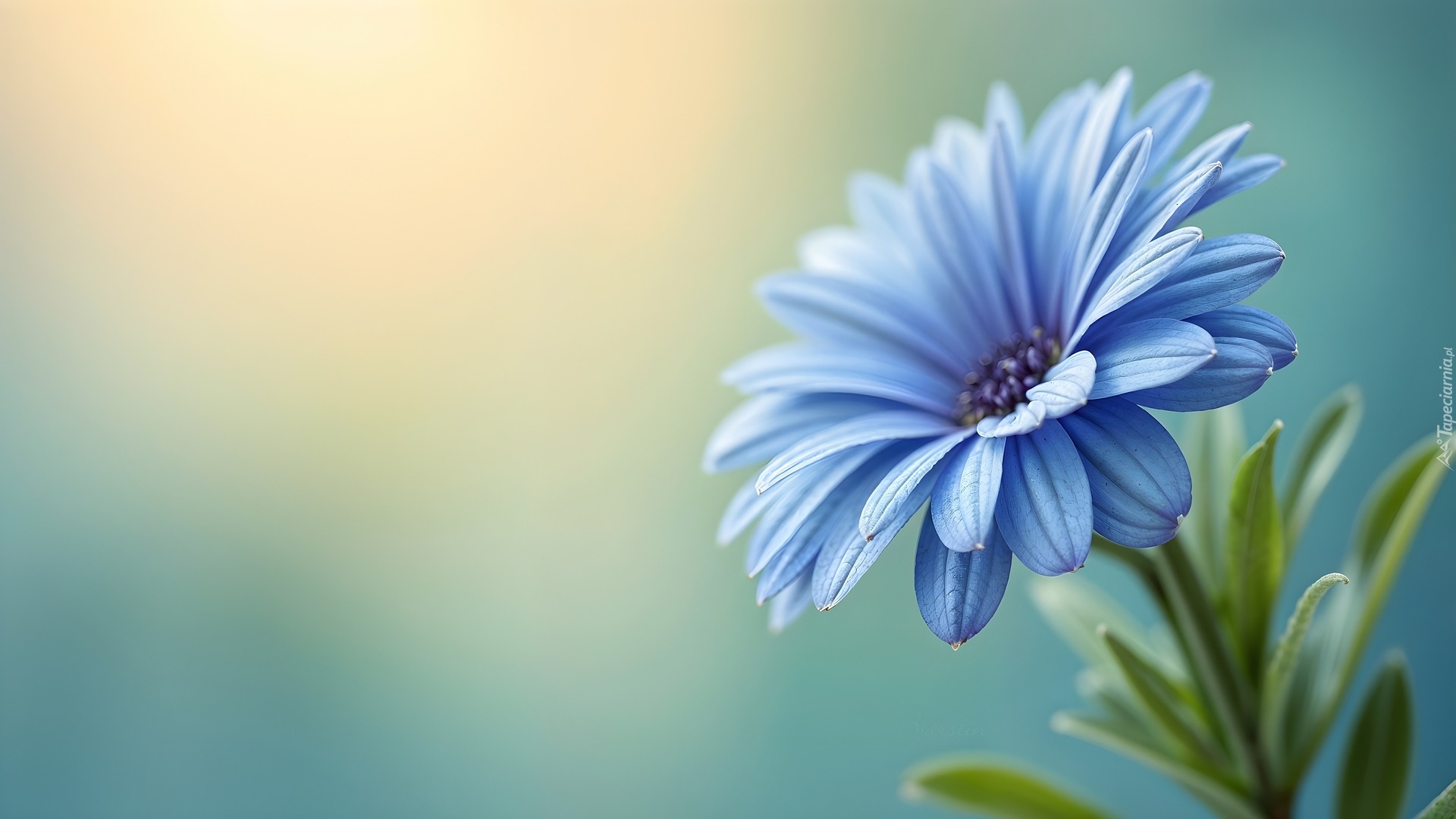 Kwiat, Niebieska, Stokrotka afrykańska, Grafika