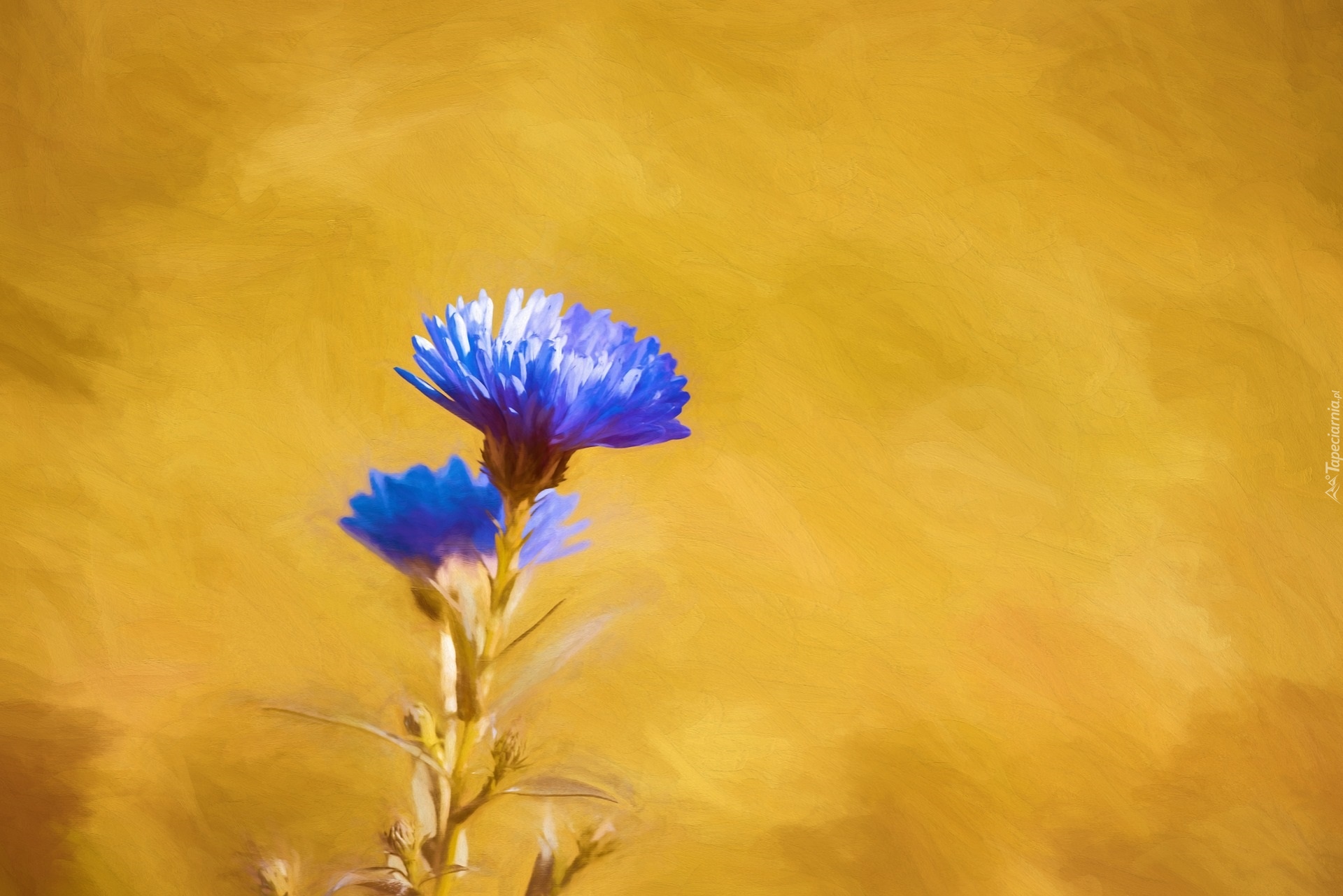 Niebieski, Aster, Grafika